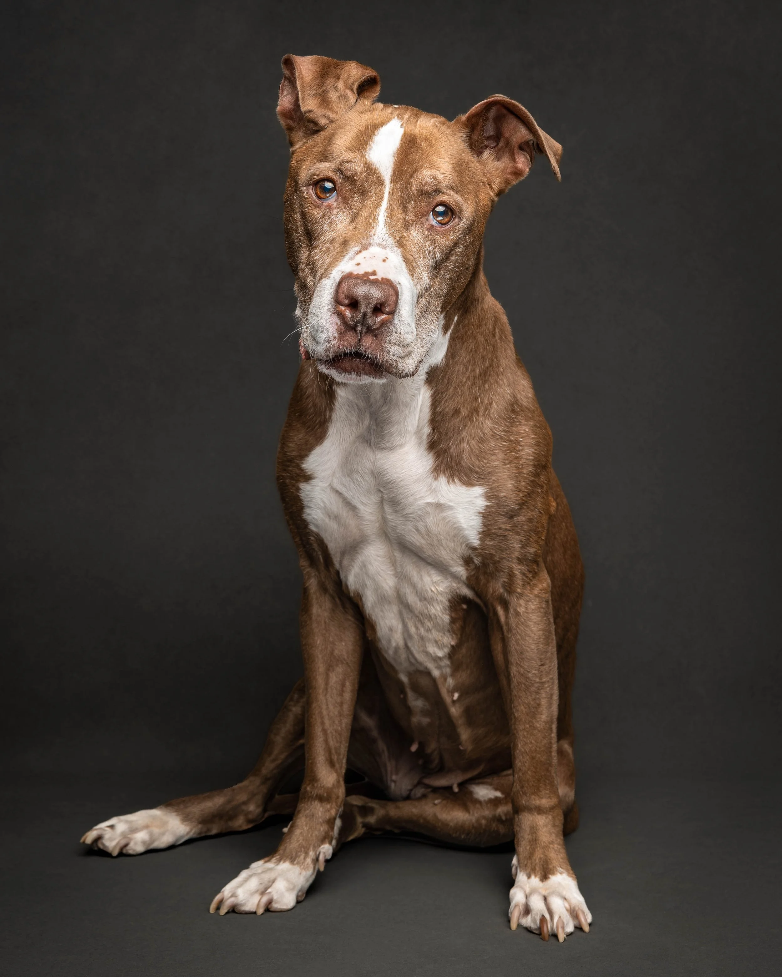 Sadie_Senior Dog Portrait_Aug 2026_-5.jpg