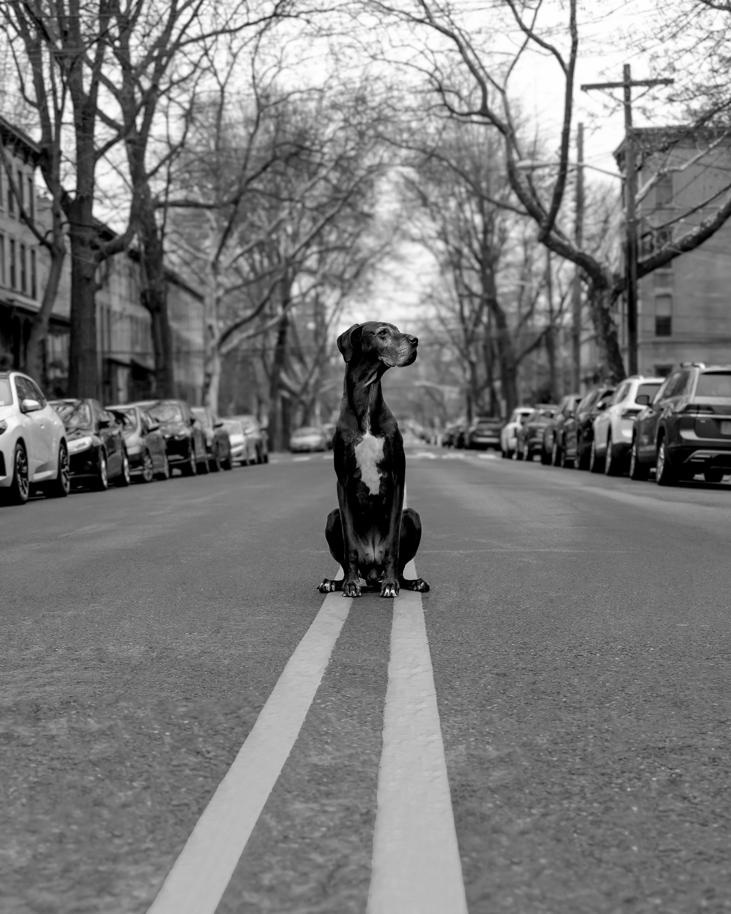 A black and white photo of a greyhound dog sitting in the middle of a city street, with parked cars lining both sides and leafless trees overhead, in an urban neighborhood.