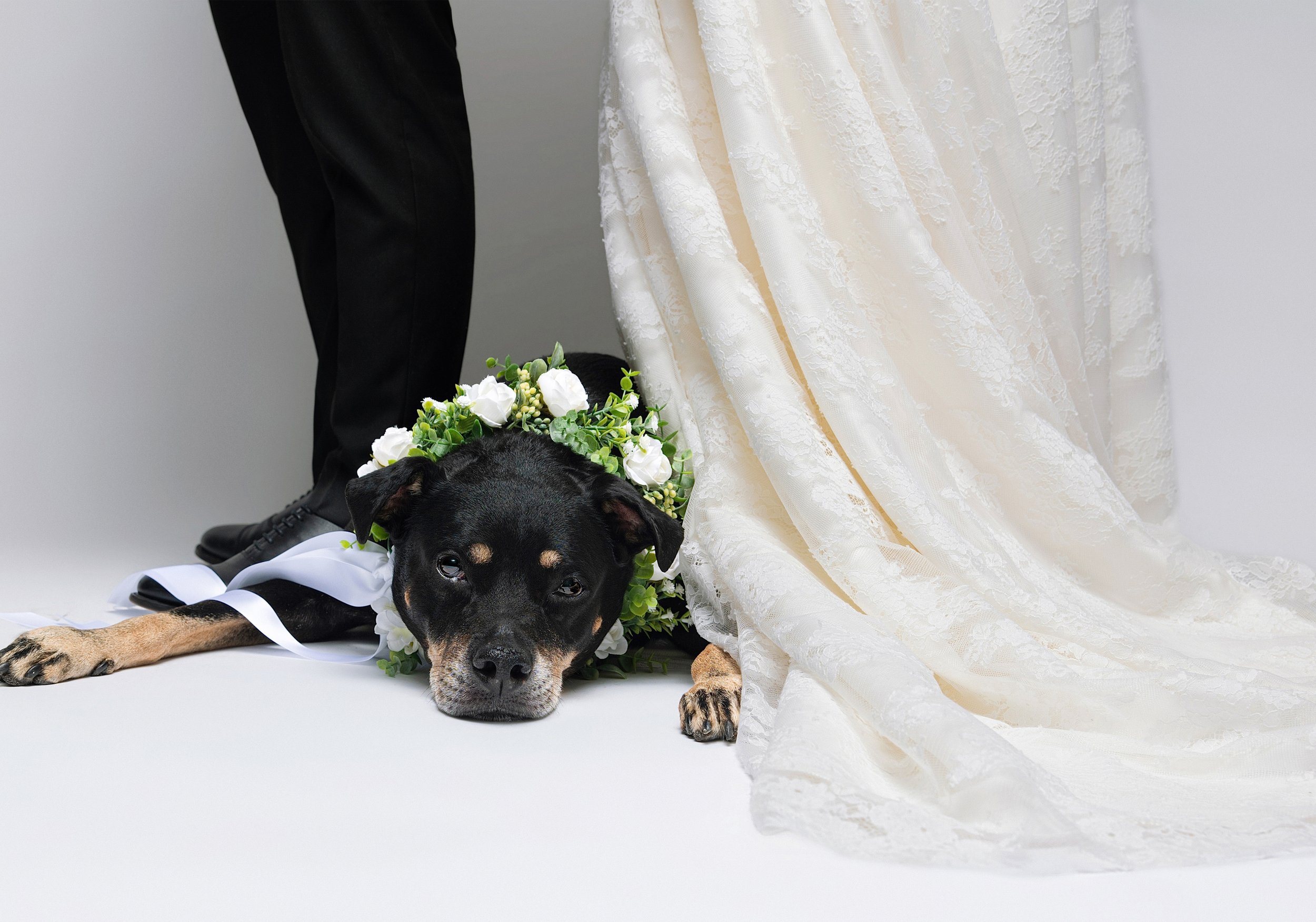 A black and tan dog lying on the floor with a wreath of white flowers and green leaves around its neck, resting its head on the ground, with part of a wedding dress and a person's leg in black pants and shoes visible in the background.