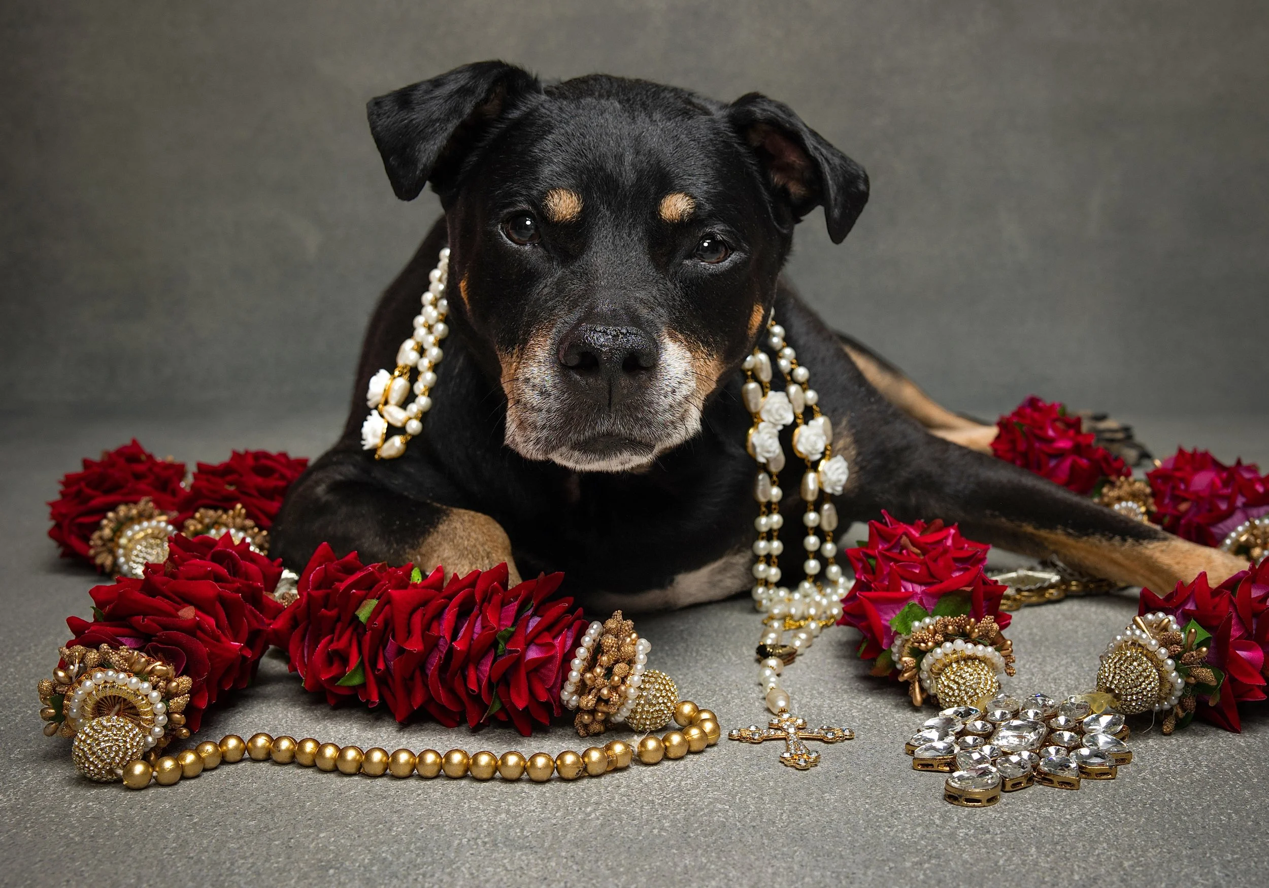 A black and tan dog lying on a grey surface surrounded by red roses and gold and pearl jewelry, with necklaces, bracelets, and earrings.