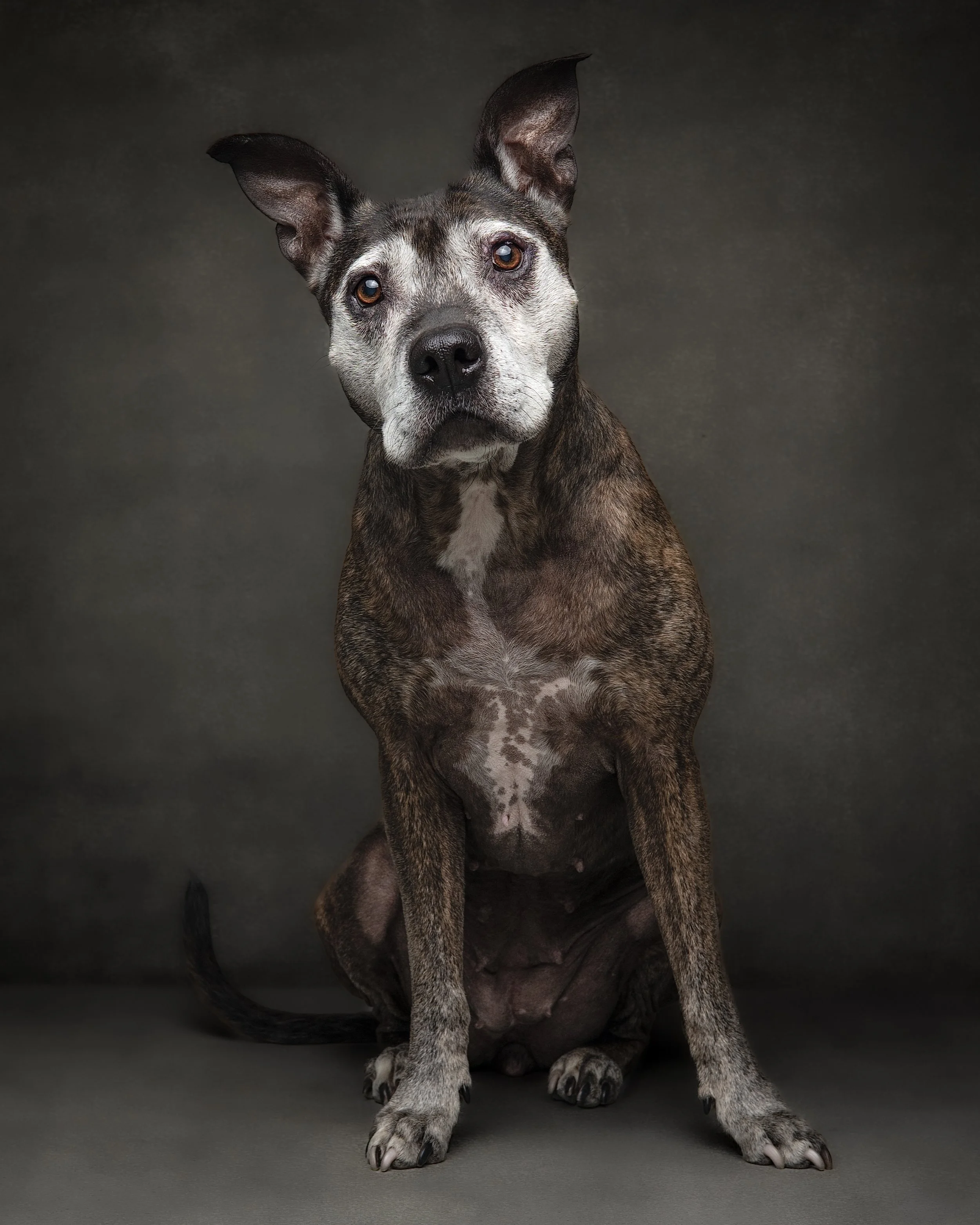 Puzzle_Dog Portraits_Jun 2026_.jpg