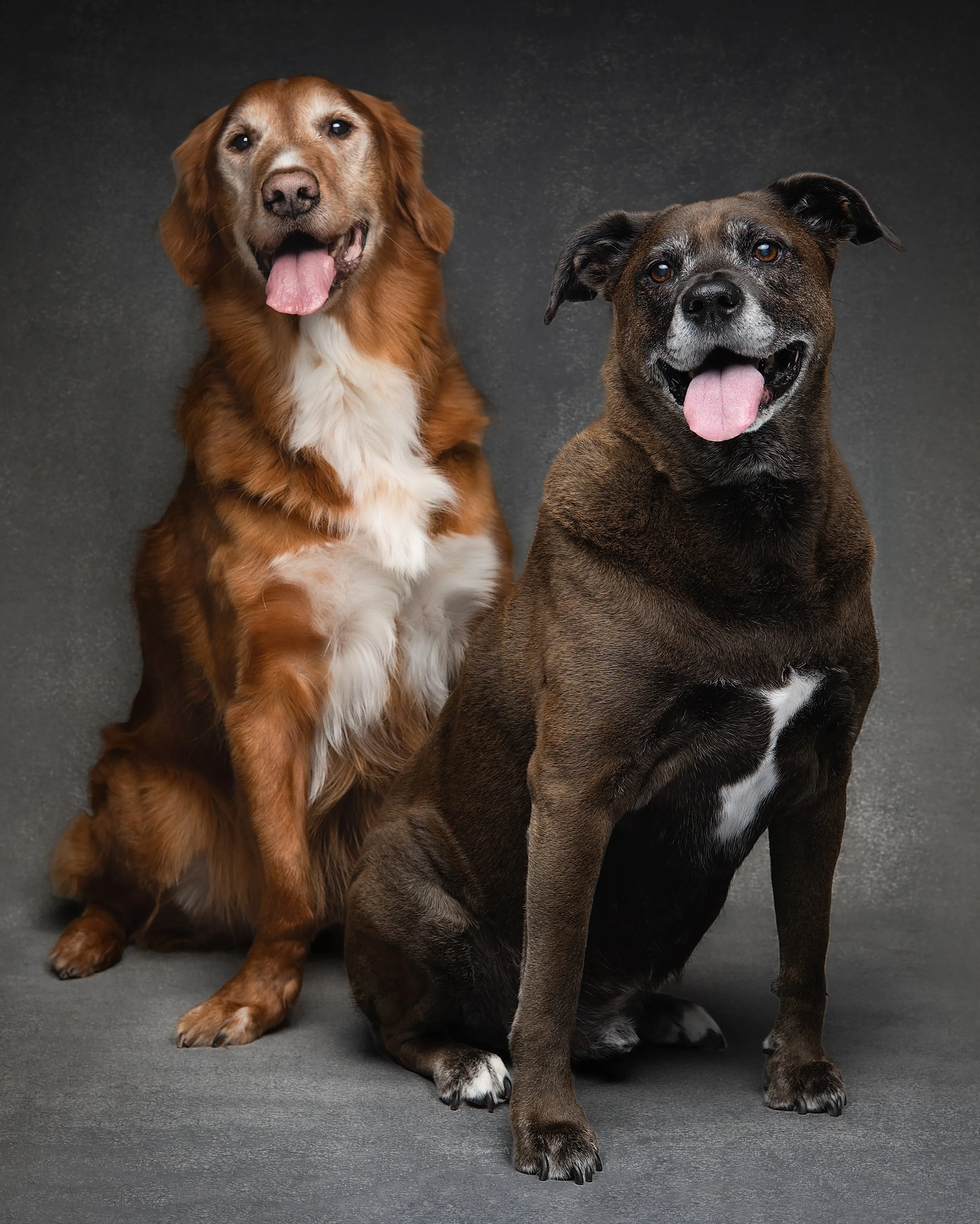 Shady & Deacon_Dog Portraits_May 2026-6.jpg