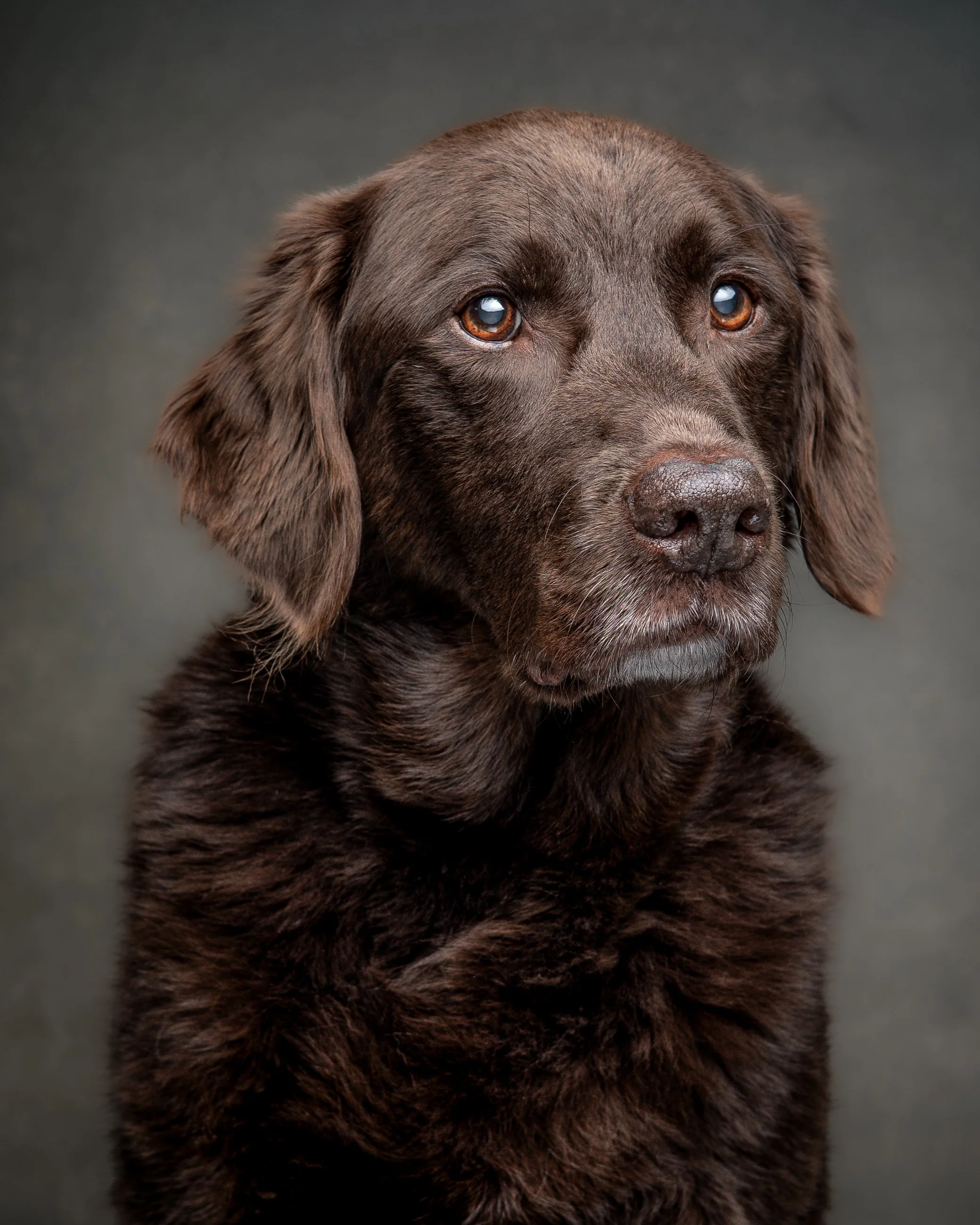 A sitting dog with a short dark brown coat, a white heart-shaped marking on its neck, and a muscular build, facing away from the camera on a dark background.