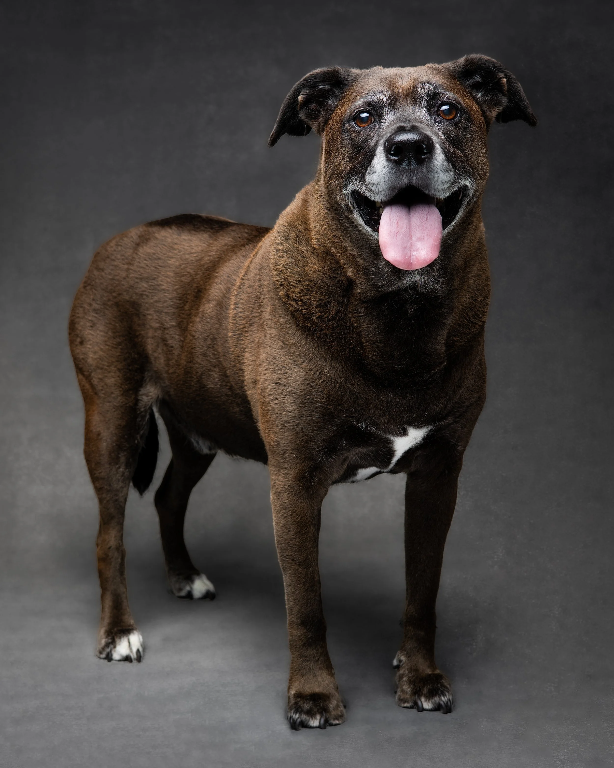 Shady & Deacon_Dog Portraits_May 2026-4.jpg