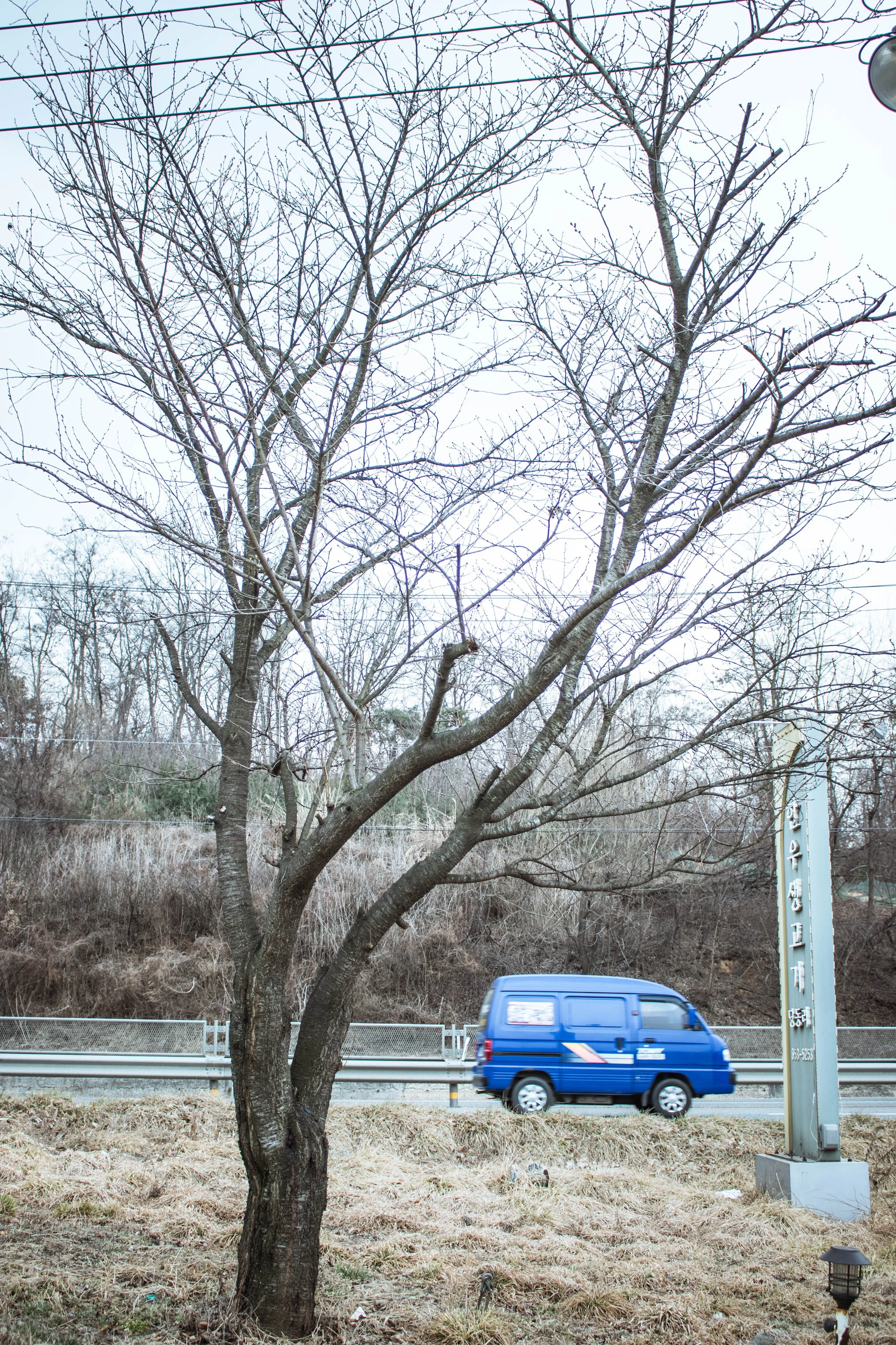 A van drives by the vicinity of Panmunjeom, contrasting the colour of the tree.
