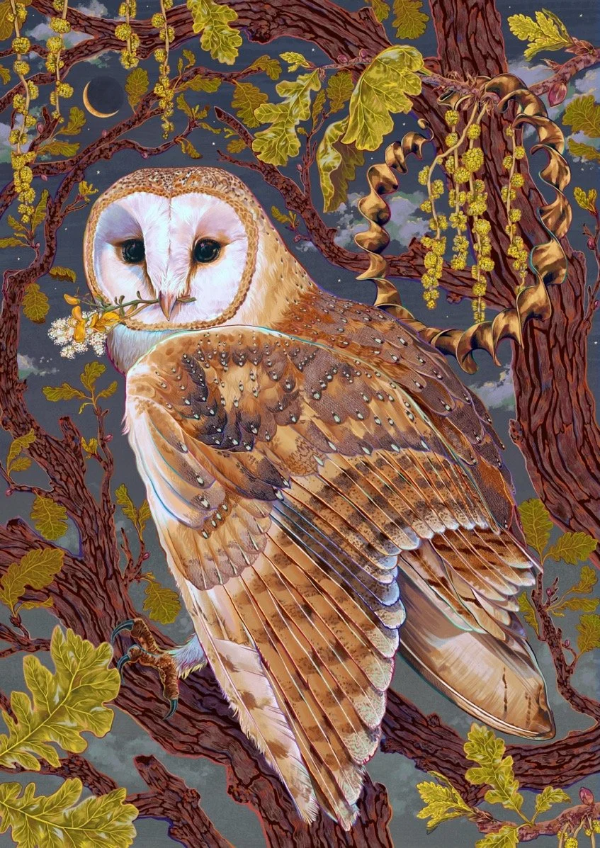 Blodeuwedd the Barn Owl
