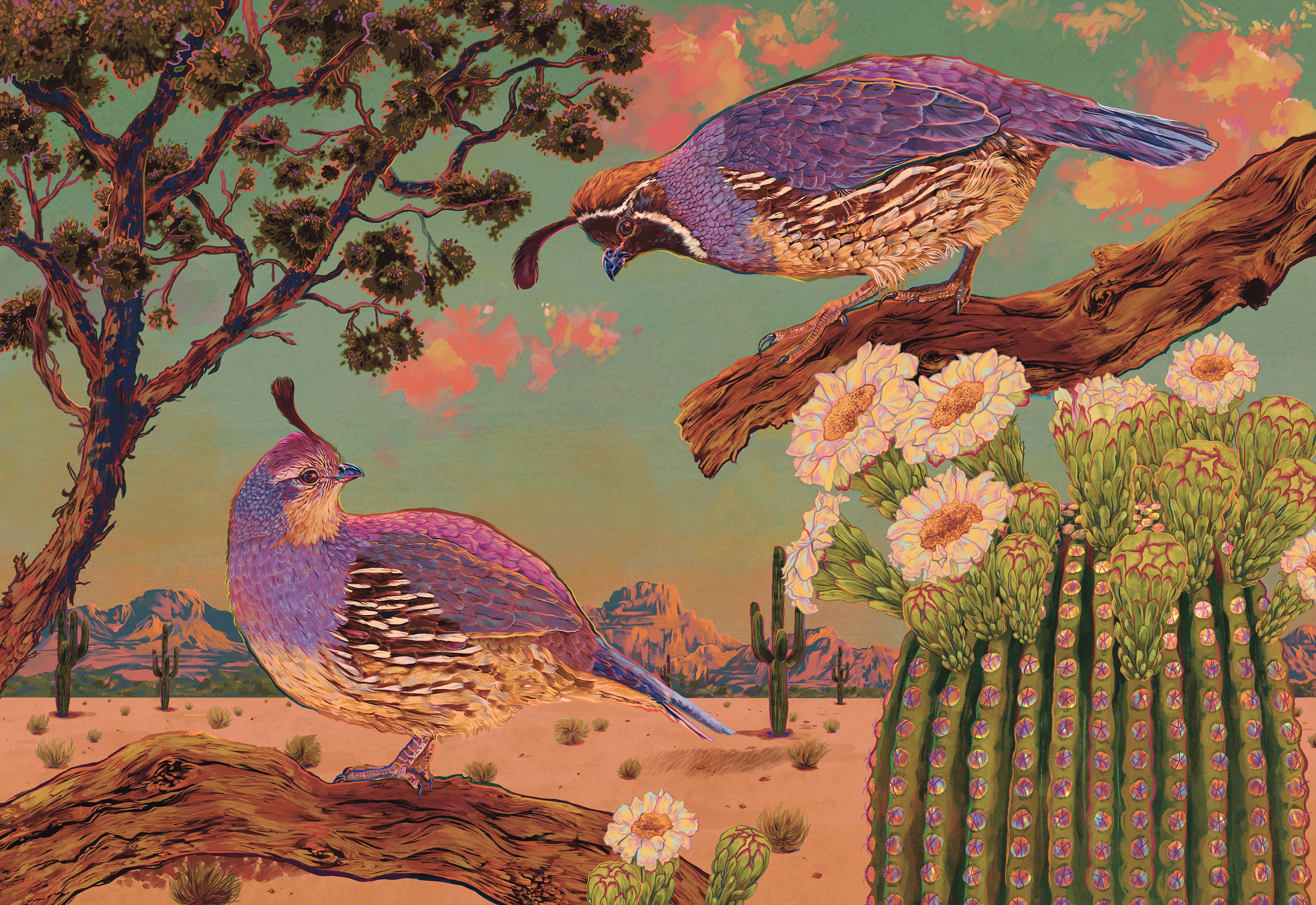 Gambel's Quails