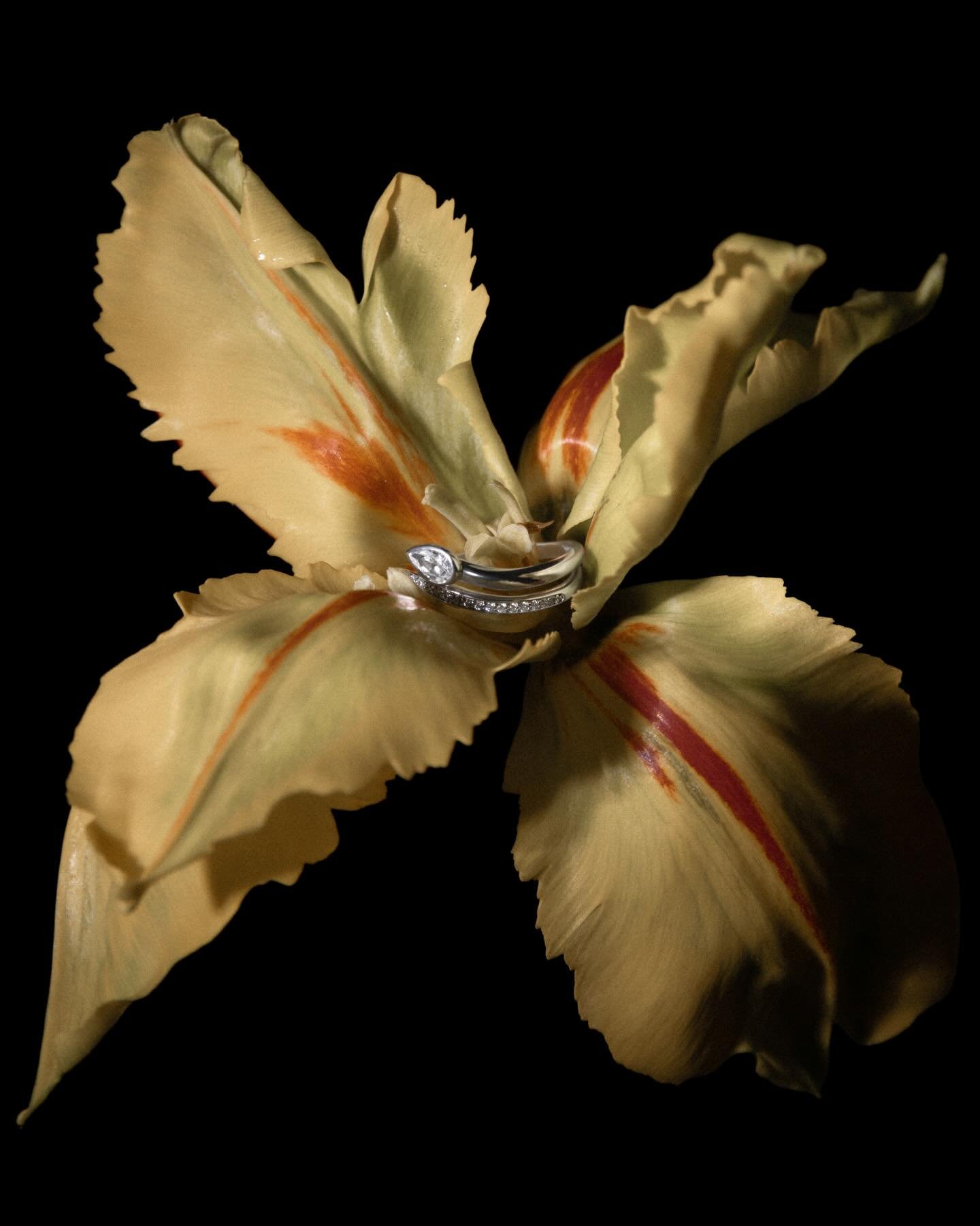 Flowers for @sacet_world with @ad.astra.agency @jilcarrara 🌼