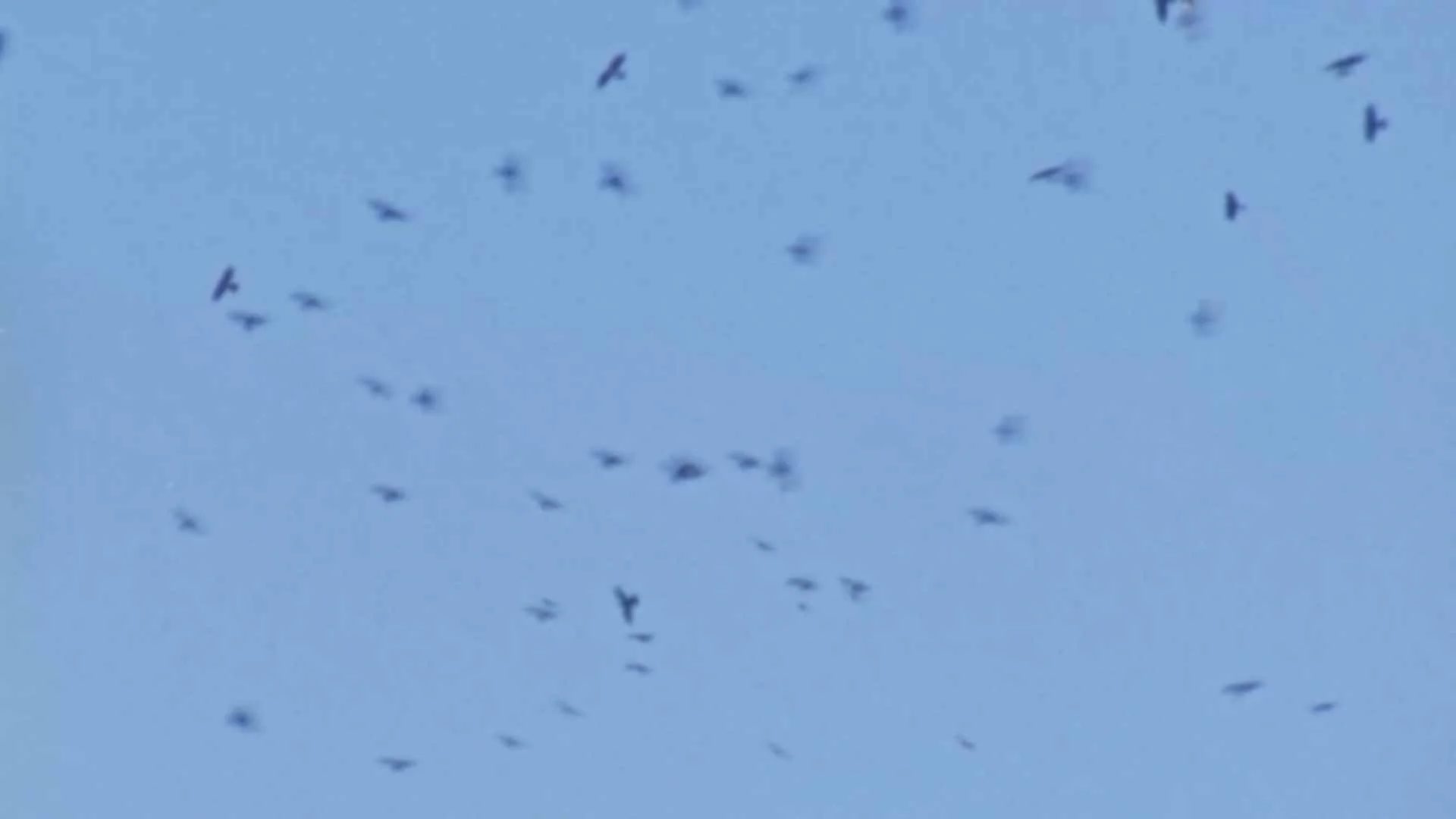 birds_finalThumb2.jpg