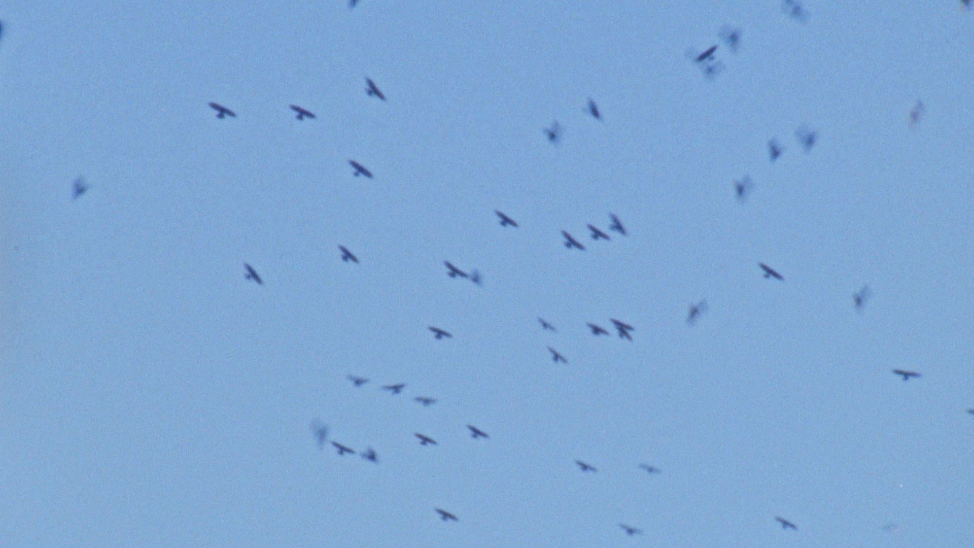 birdsSTILL_2.1.1.png
