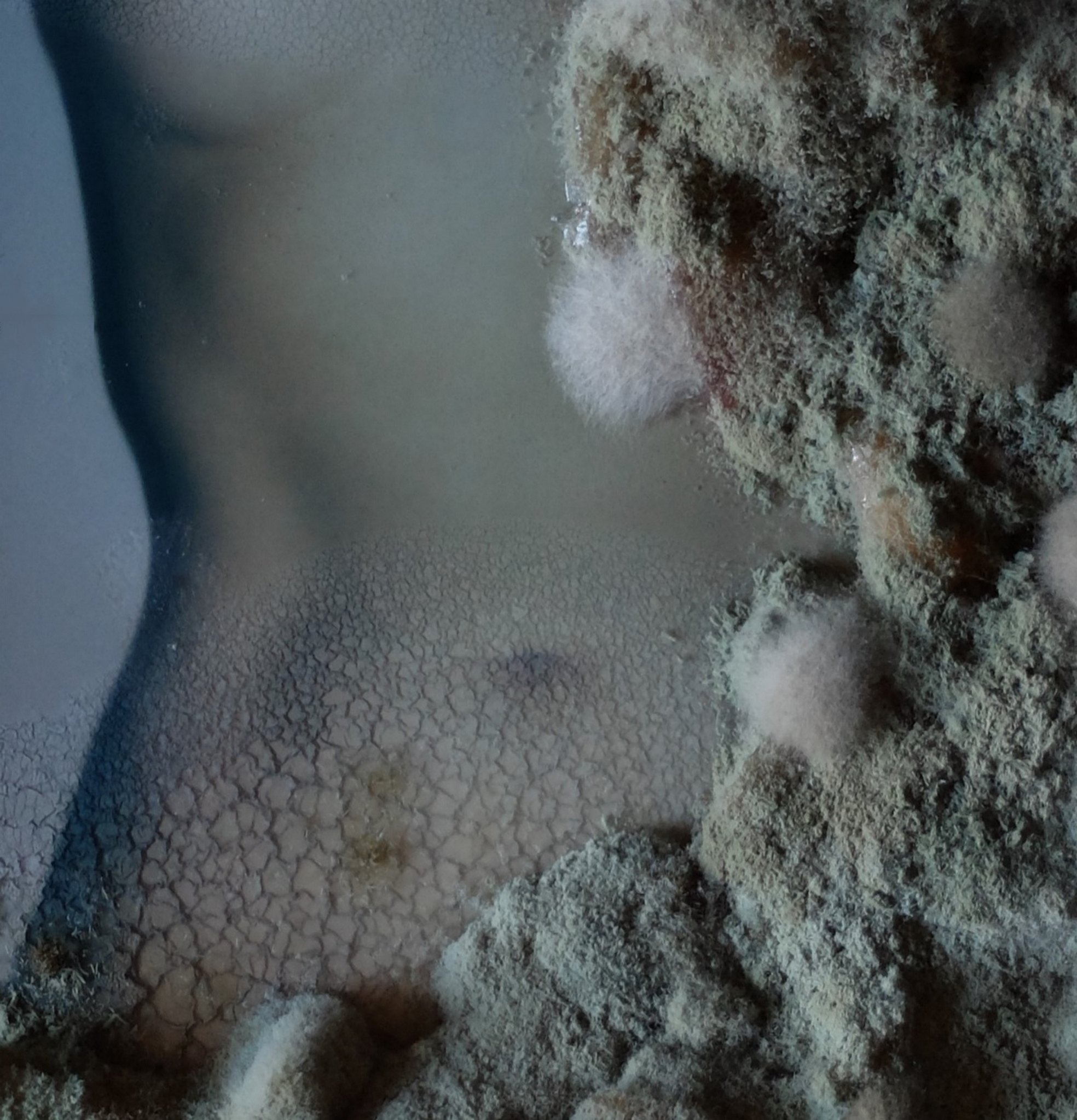 Trichoderma.JPG