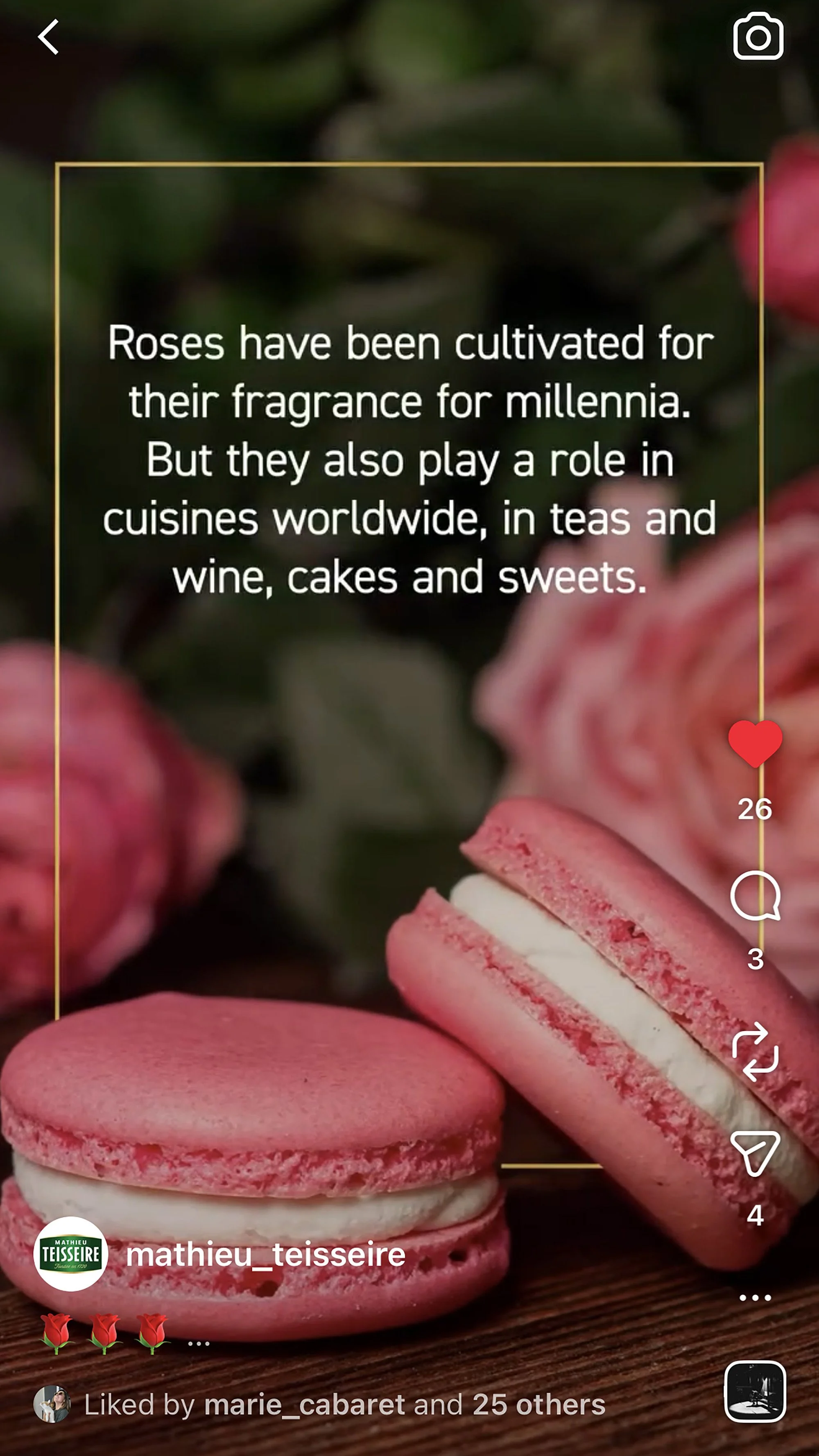 Rose macarons