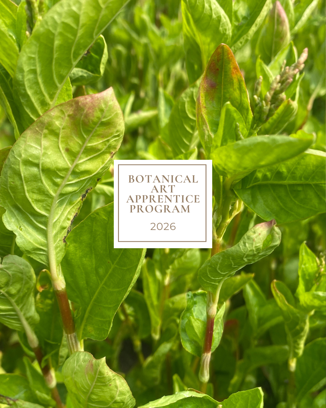 Botanical Art Program