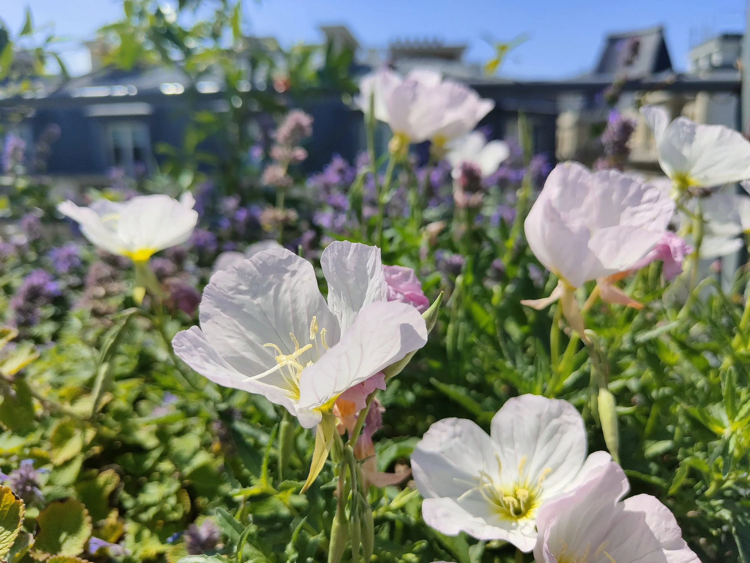 Oenothera speciosa ‘Siskiyou Pink’ en fleurs dans une terrasse paysagère à Paris.