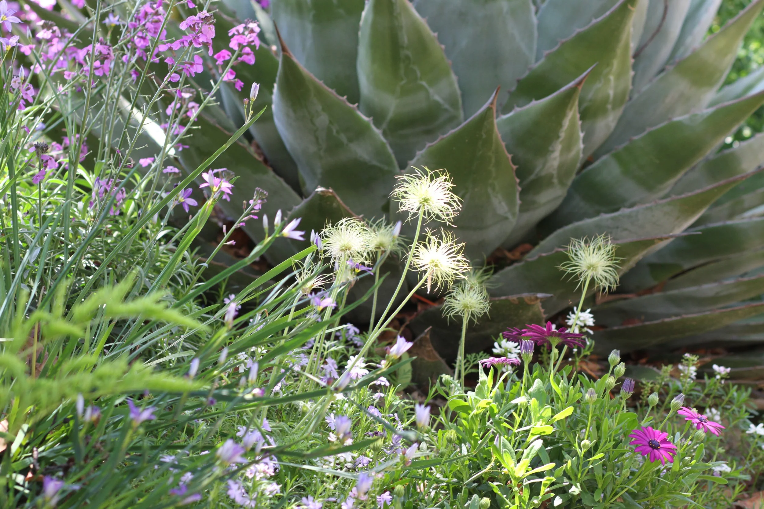 Composition végétale pour jardin sec et rocaille avec agave et fleurs méditerranéennes par Simonson Landscape.