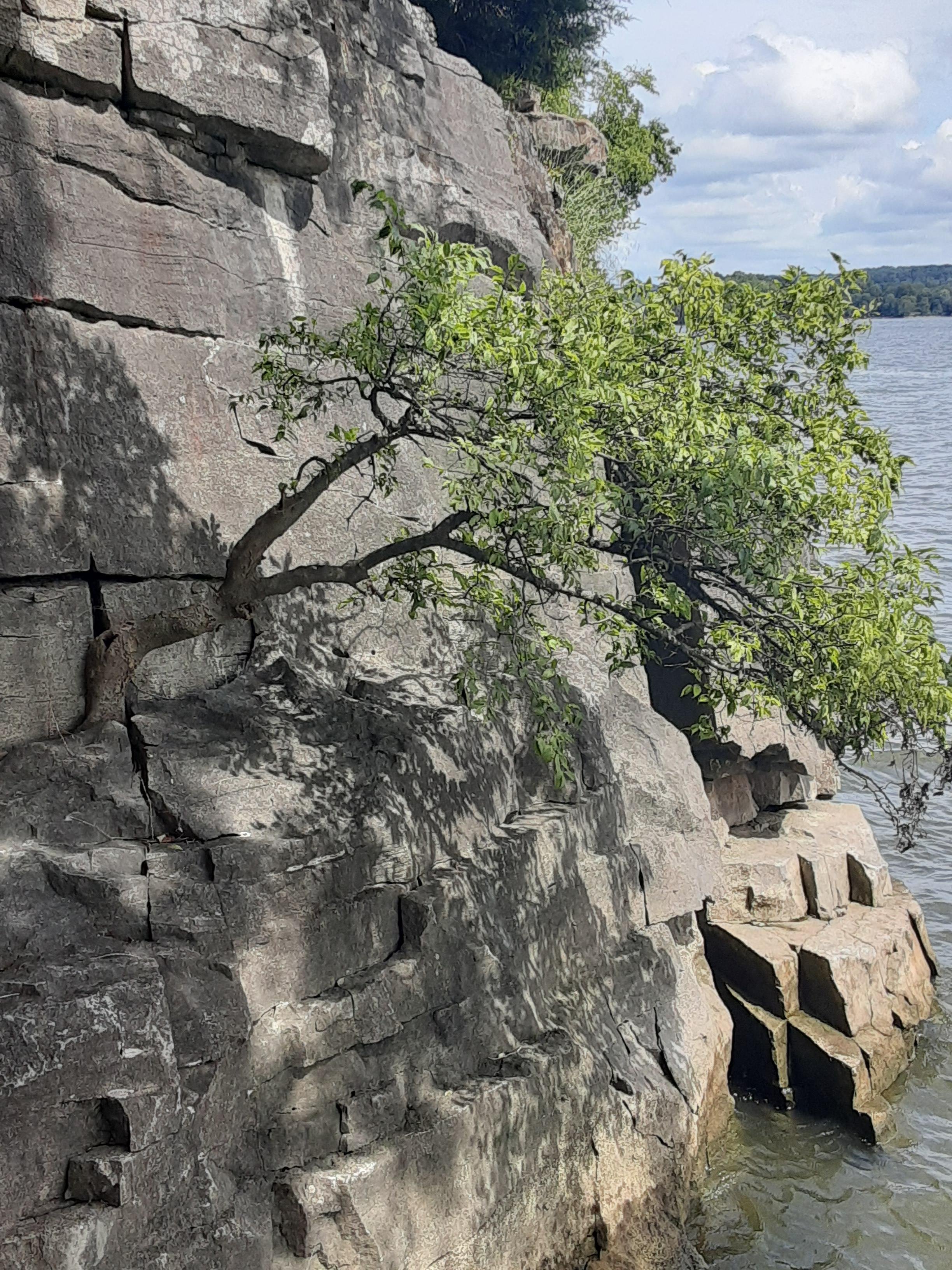 Arbre poussant dans les interstices d’une falaise rocheuse, exemple naturel de végétalisation verticale.