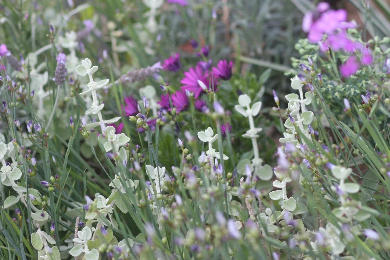Gros plan sur la palette végétale d'un jardin sec : sauge argentée, asters violets et lavande - plantes xérophytes résistantes à la sécheresse sélectionnées par Simonson Landscape