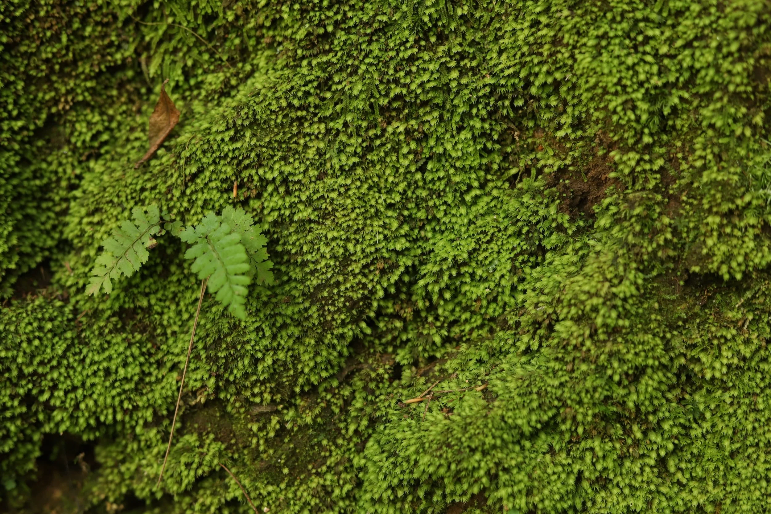 Mousse sur surface verticale, une piste pour penser le béton bioréceptif et la végétalisation durable des façades.