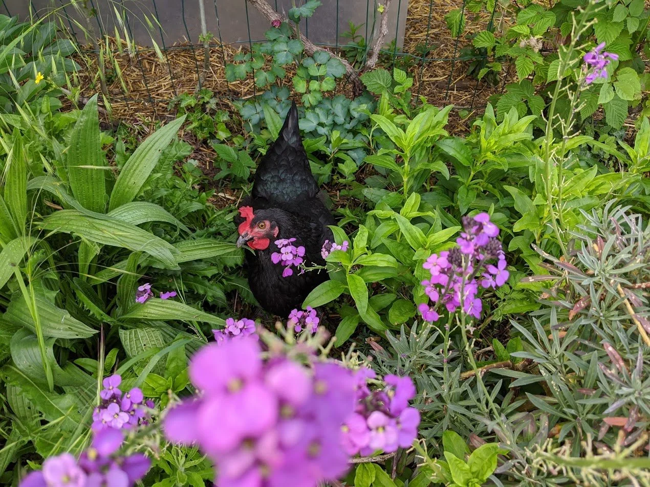 Jardin écologique à Montmorency