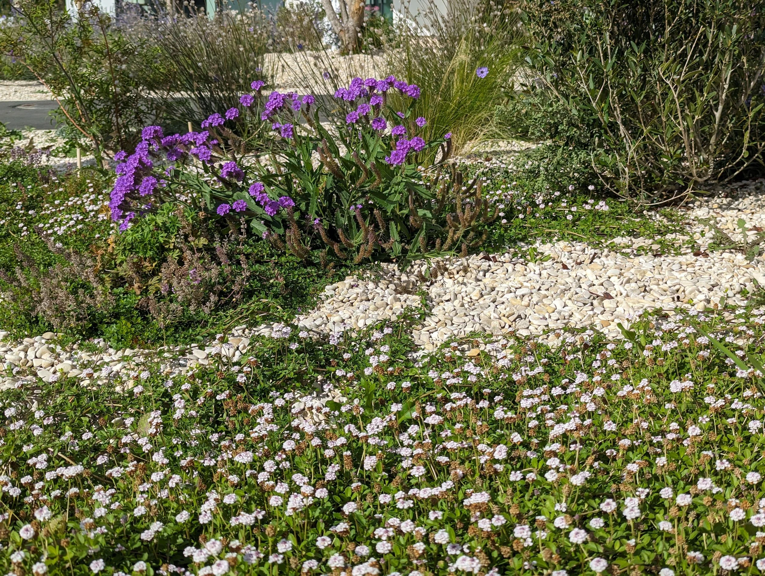 Jardin de gravier avec lavandes et vivaces méditerranéennes xérophytes, solution paysagère adaptée aux îlots de chaleur urbains à Paris