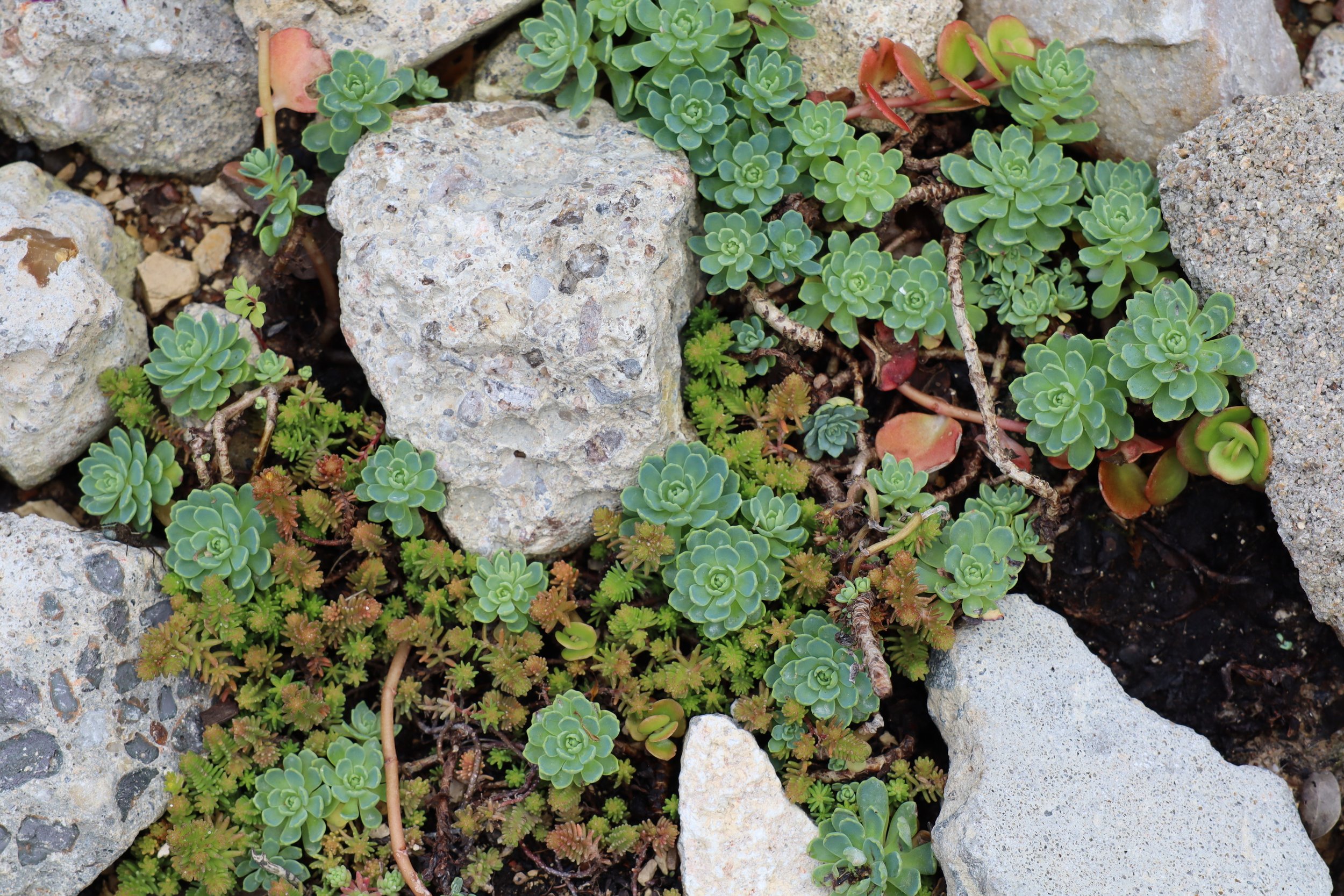 Jardin sur dalle ou toit-terrasse, quels sont les risques principaux ?