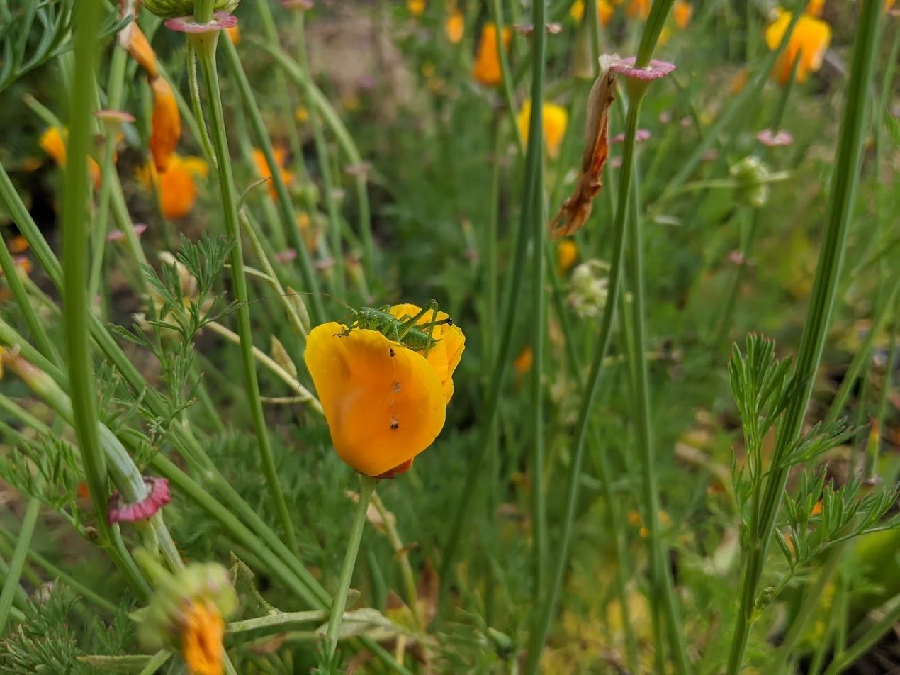 detail-culture-permaculture-montmorency.jpg