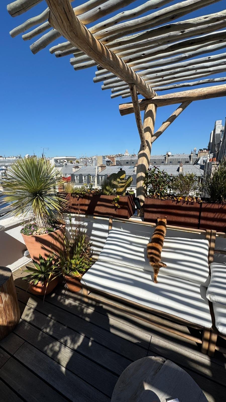 Terrasse sur les toits de Paris avec pergola en bois brut, Yucca rostrata en pot et jardinières en acier Corten