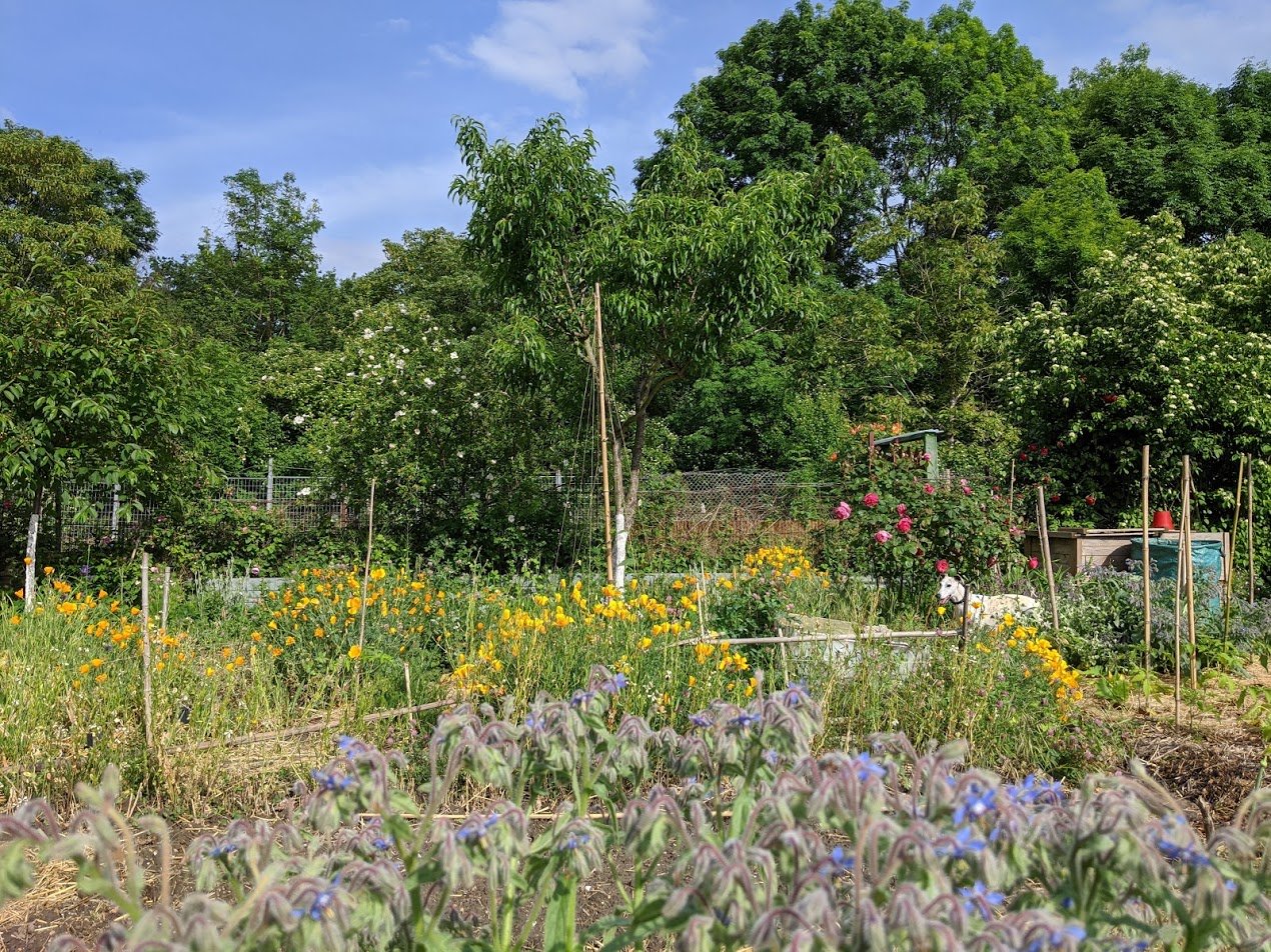 jardin-nourricier-permaculture-montmorency.jpg