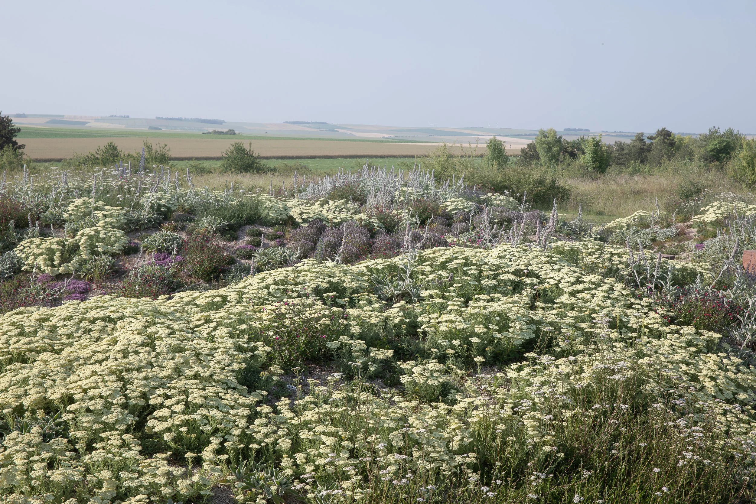 Prairie de vivaces et plantes sobres en eau dans un projet paysager durable, pensée pour la biodiversité, le climat et l’évolution du jardin.