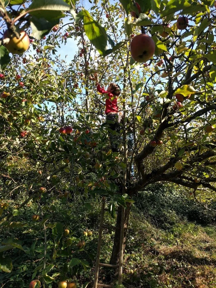 verger-pommiers-jardin-ecologique-montmorency.jpg