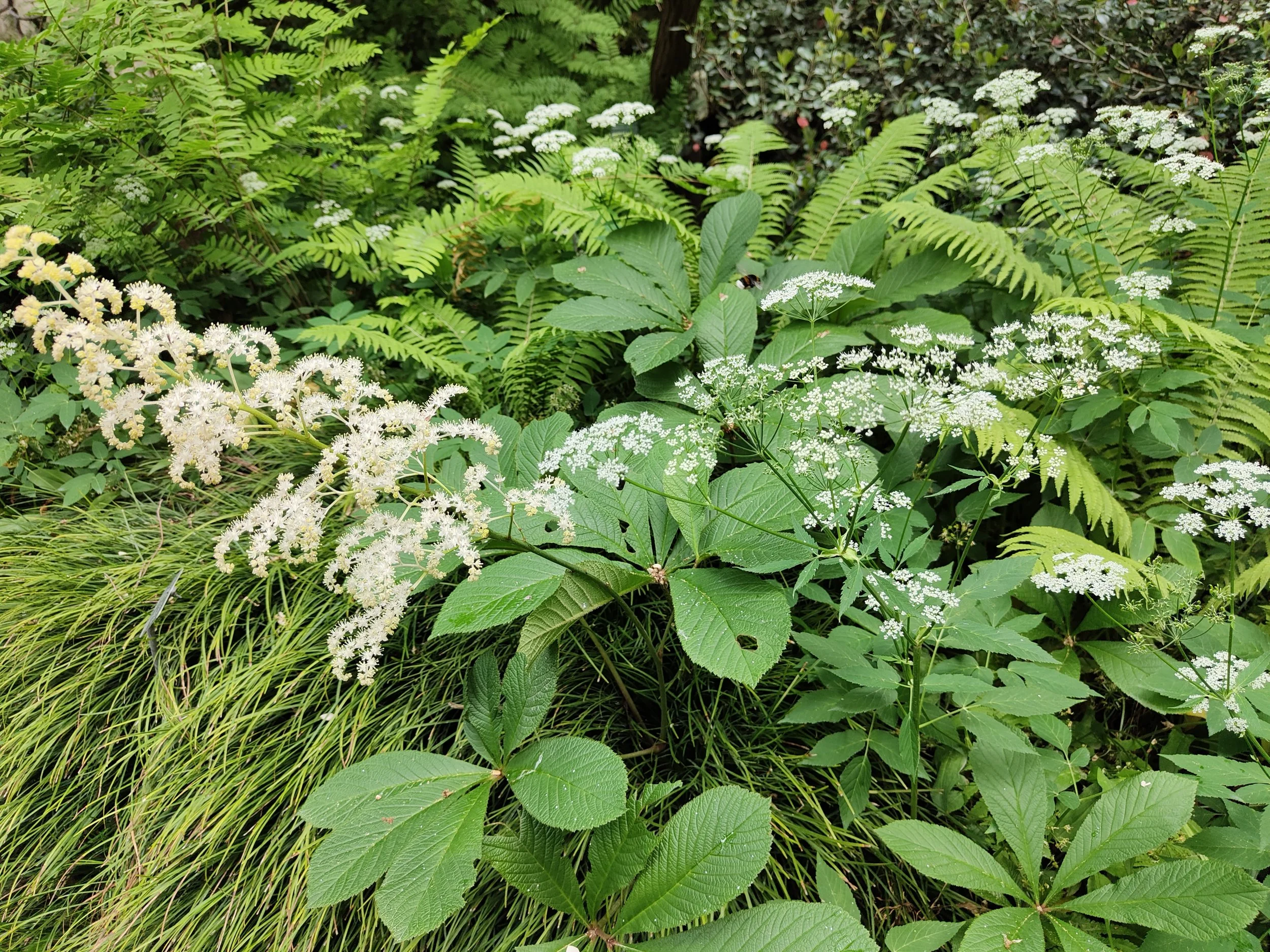 Massif de plantes d'ombre à floraisons blanches et fougères verdoyantes pour le projet Le Jardin Blanc par Simonson Landscape.