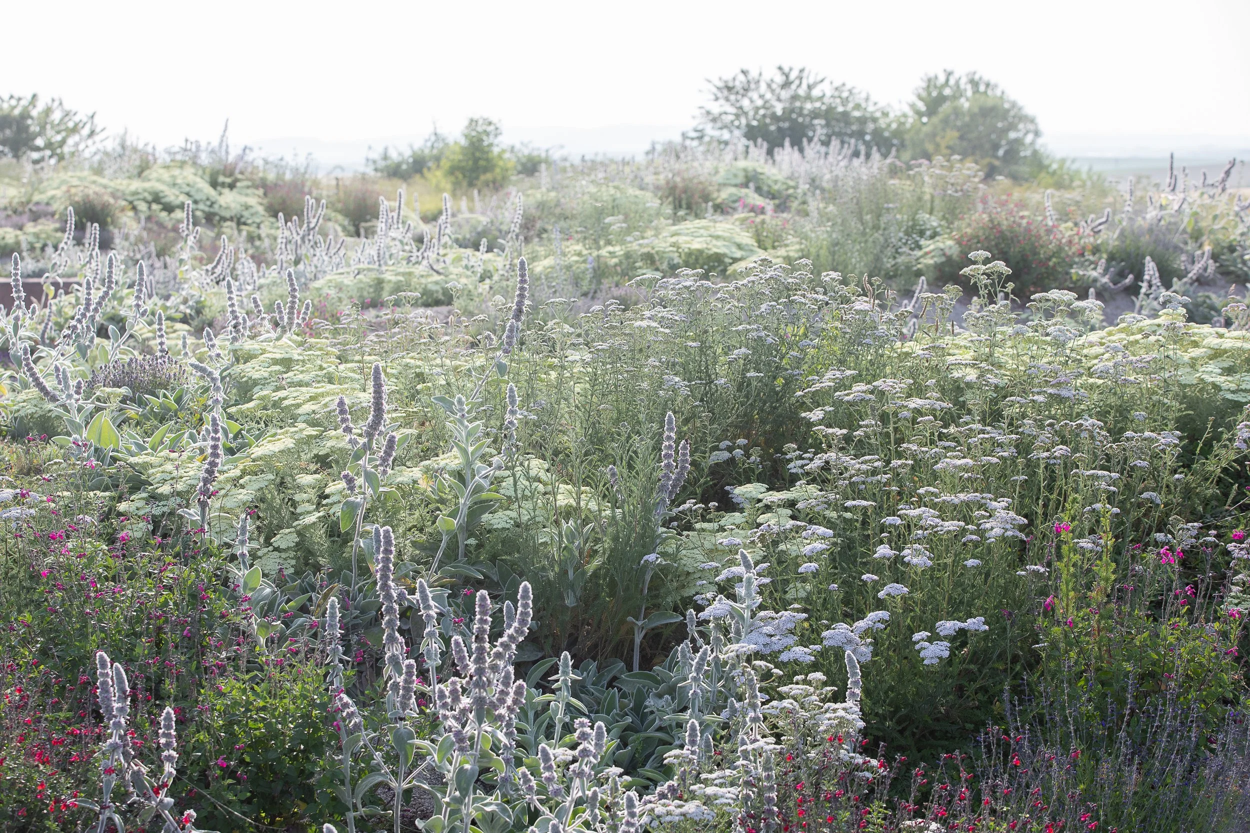 Jardin minéral et végétal, composition de graminées et vivaces, design paysager par Simonson Landscape