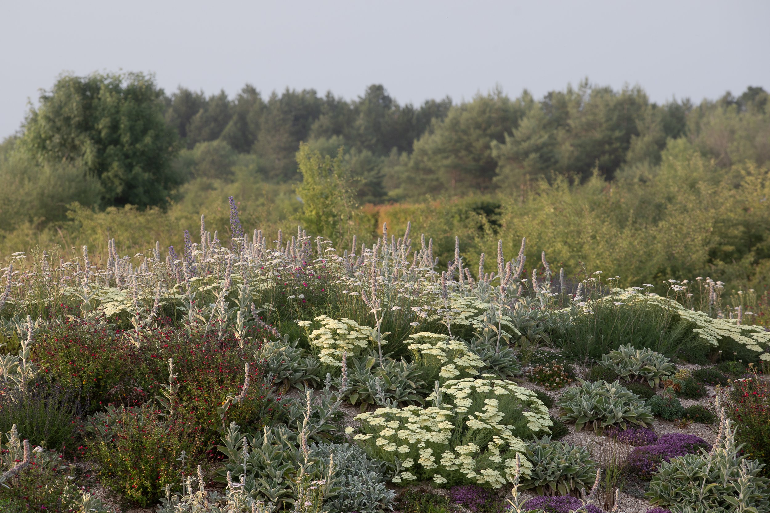 Jardin xérophile sur sol minéral, plantes adaptées et résilientes, communauté végétale durable