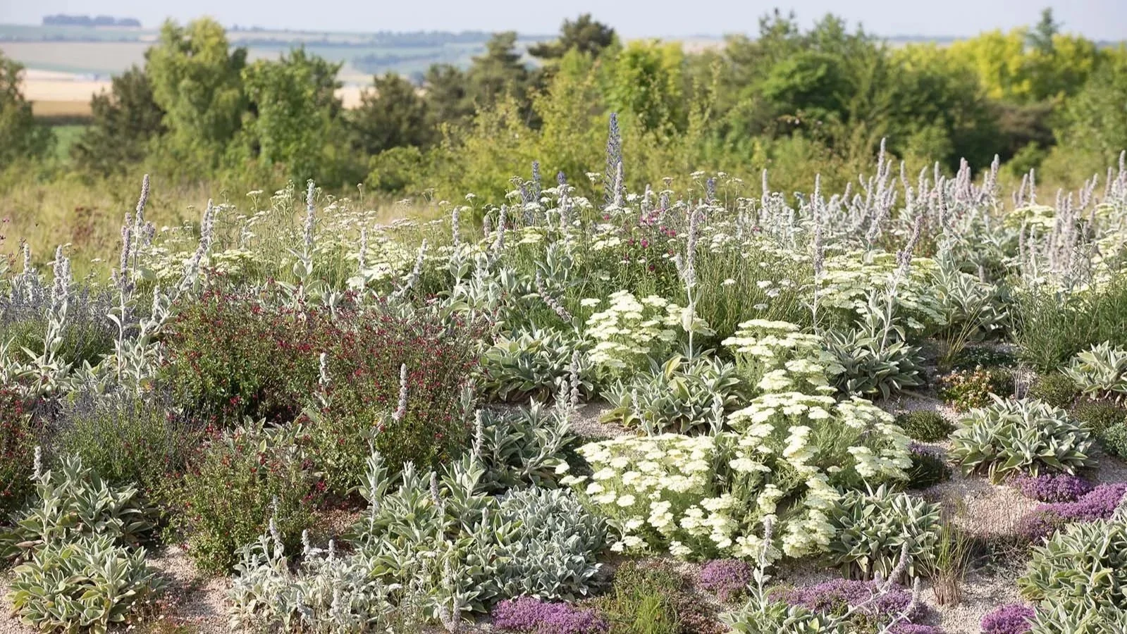 Massif de plantes vivaces et graminées conçu pour favoriser la biodiversité, la gestion de l’eau et un projet paysager durable.