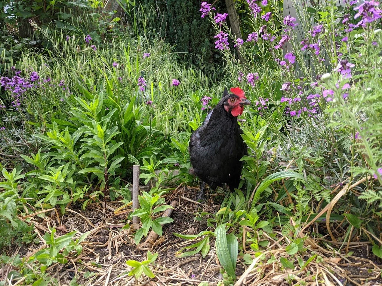 coq-noir-biodiversite-jardin-montmorency.jpg