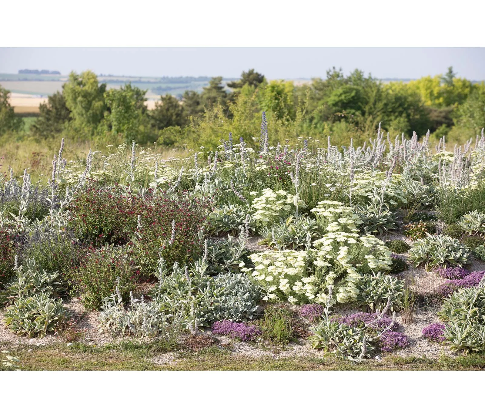 Jardin sec fleuri conçu par Simonson Landscape, paysagiste concepteur à Paris spécialisé dans les jardins xérophytes et les végétaux adaptés à la chaleur urbaine