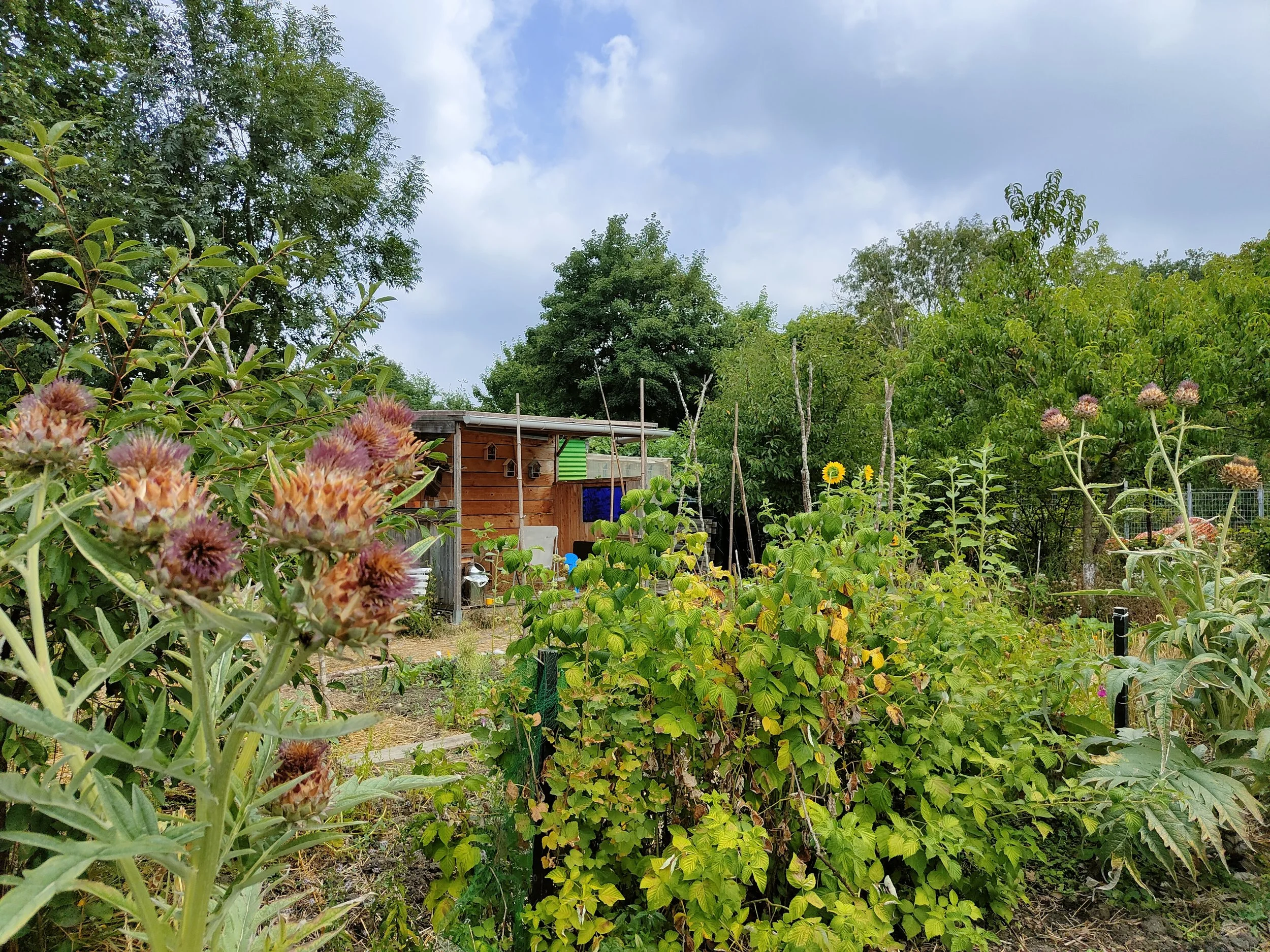 Aménagement d'un jardin écologique et potager bio à Montmorency par Simonson Landscape, intégrant fleurs d'artichauts, petits fruits et cabane en bois.