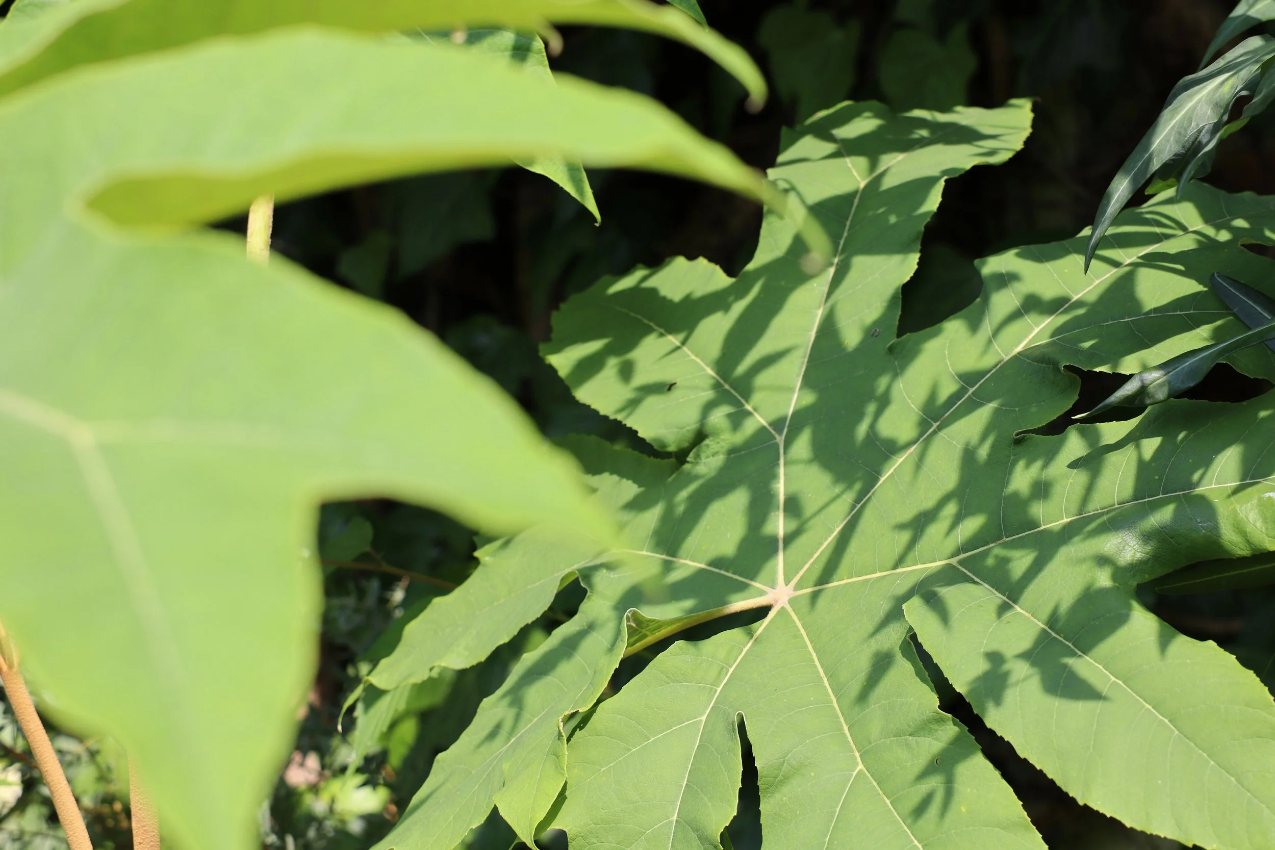 Feuille de Tetrapanax en contre-jour, jeux d’ombres dans un jardin, inspiration végétale pour un aménagement extérieur à Paris et en Île-de-France.