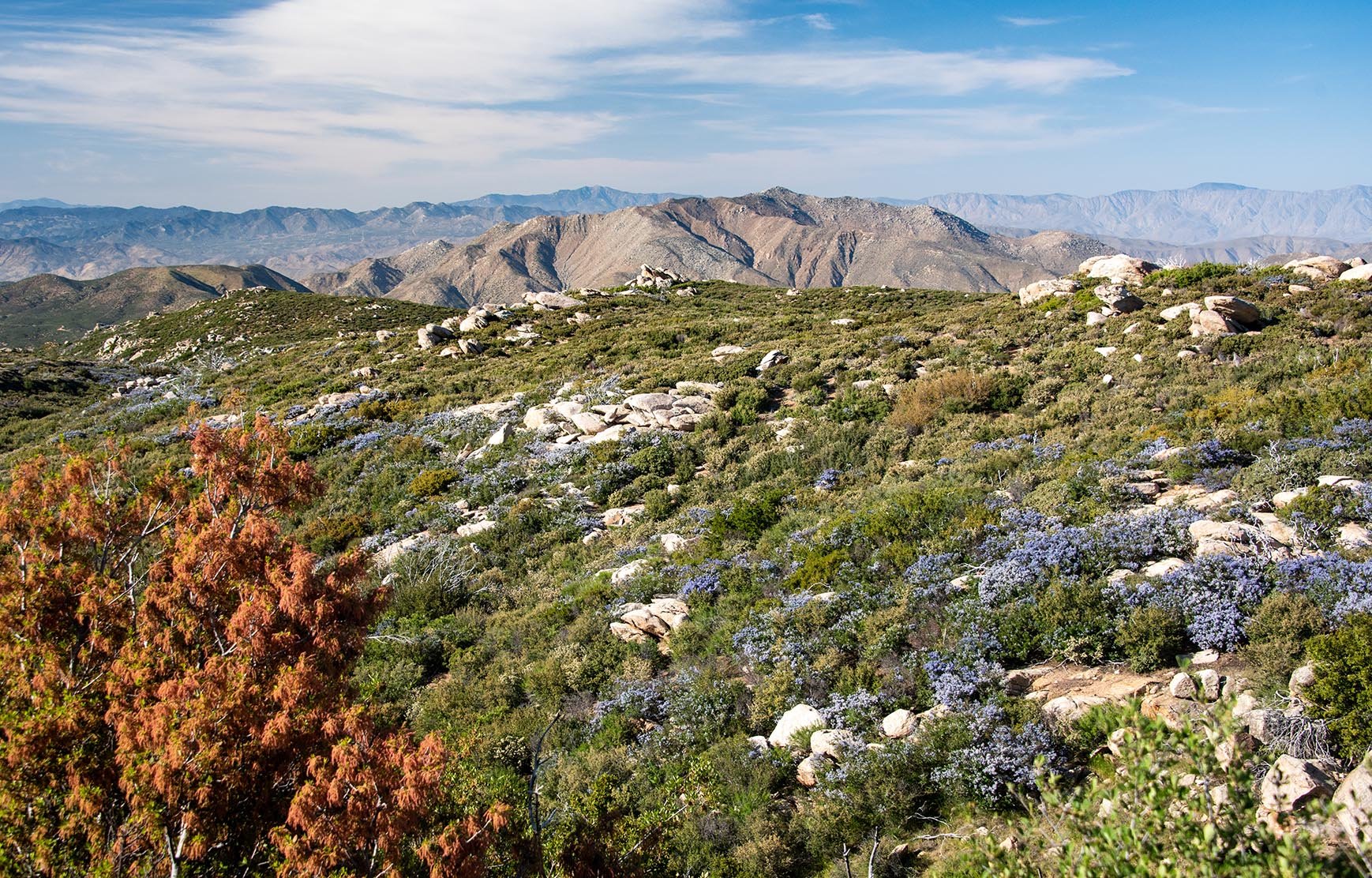 Zone de transition végétale, lisière et succession naturelle, lecture du paysage et communautés de plantes