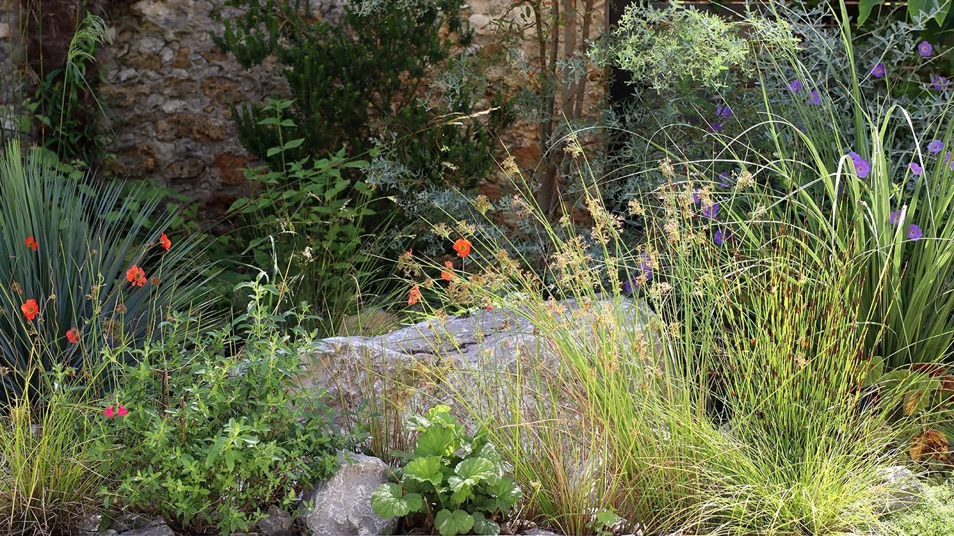 Graminées en ponctuation parmi géraniums vivaces, rochers et arbustes, jardin naturaliste