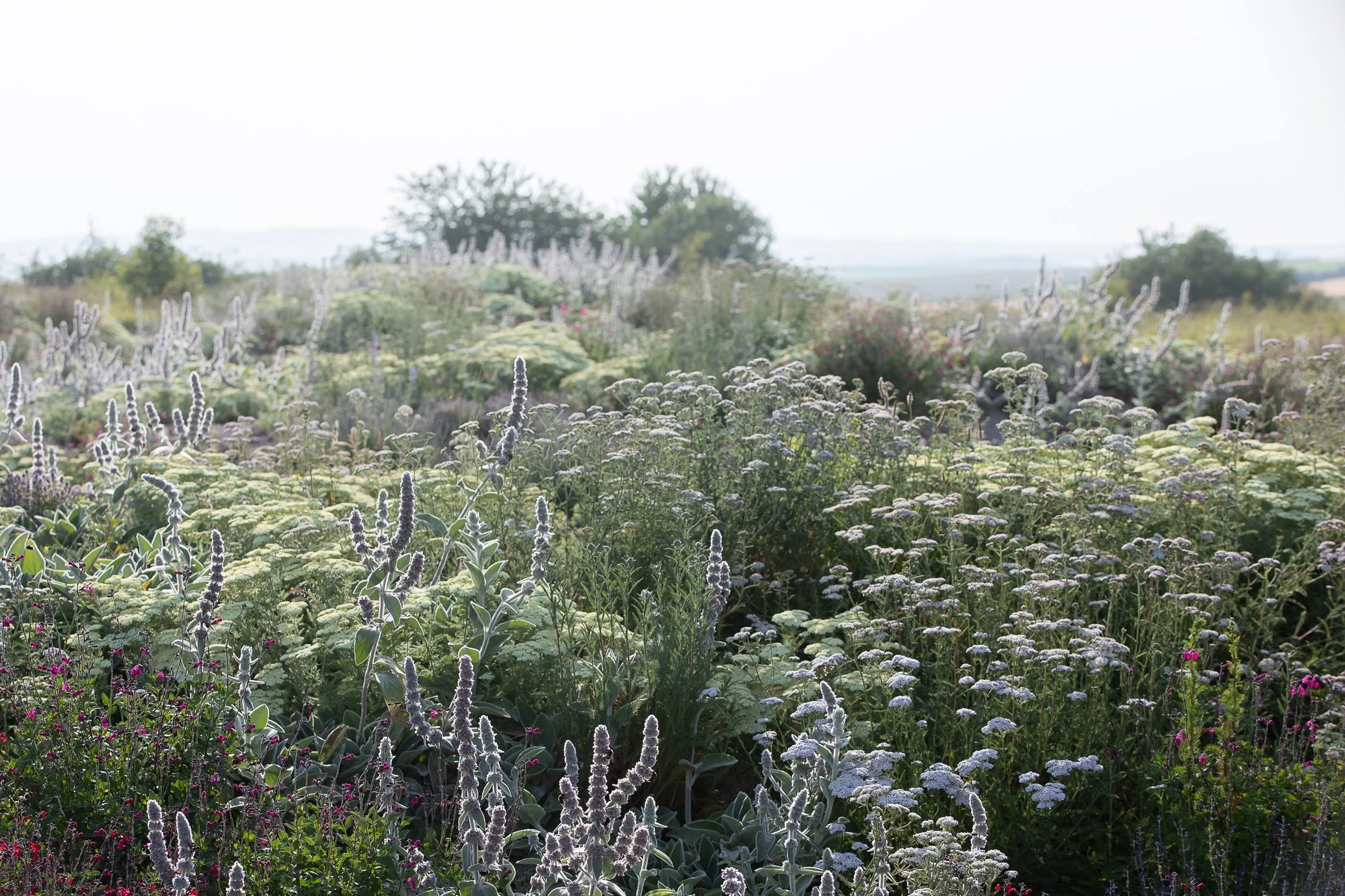 Prairie sèche naturaliste composée de graminées ornementales et de vivaces xérophytes sans arrosage, alternative écologique au gazon traditionnel en région parisienne