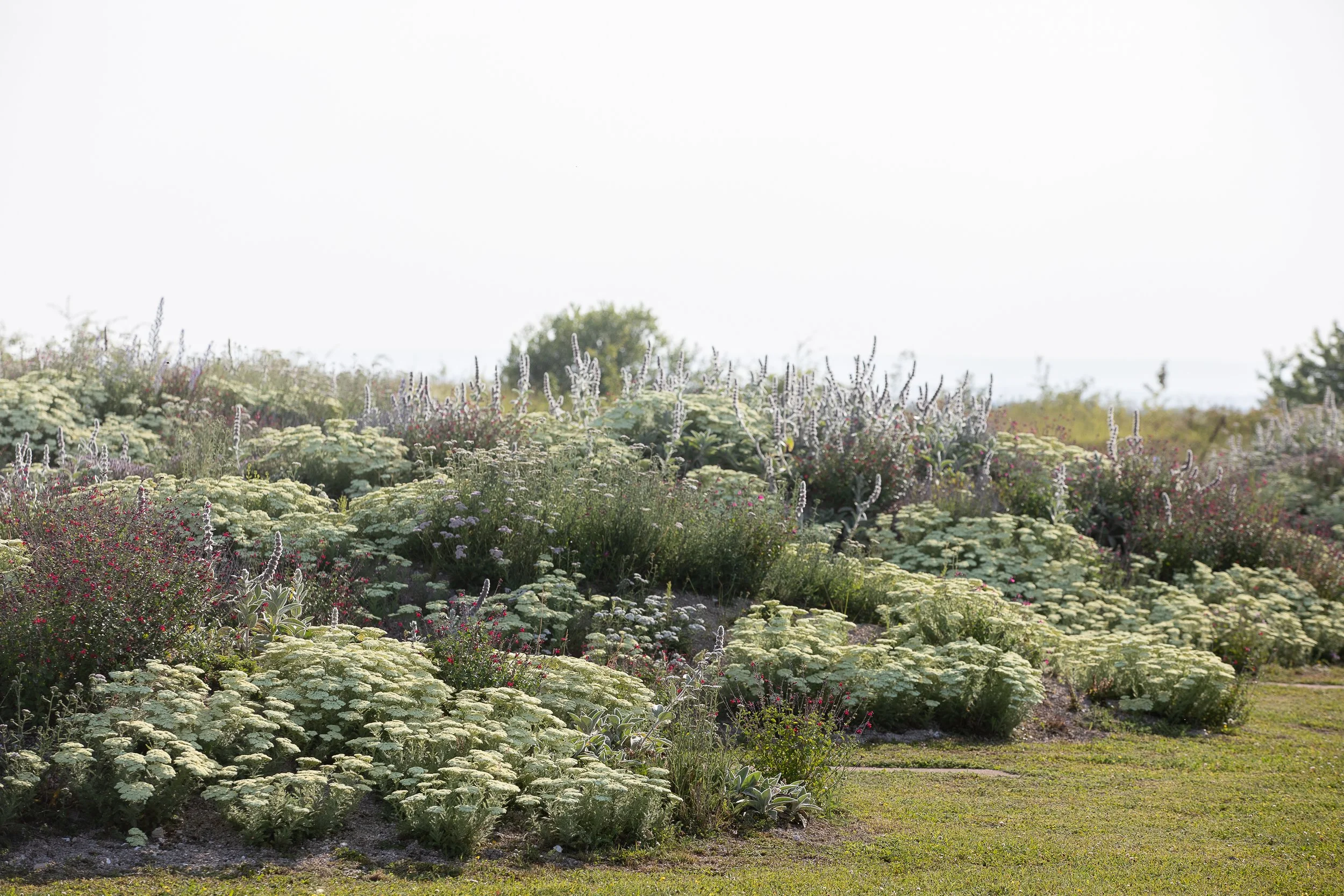 Jardin naturaliste avec vivaces et plantes sobres en eau, illustrant une méthode de conception paysagère durable et adaptée au climat.