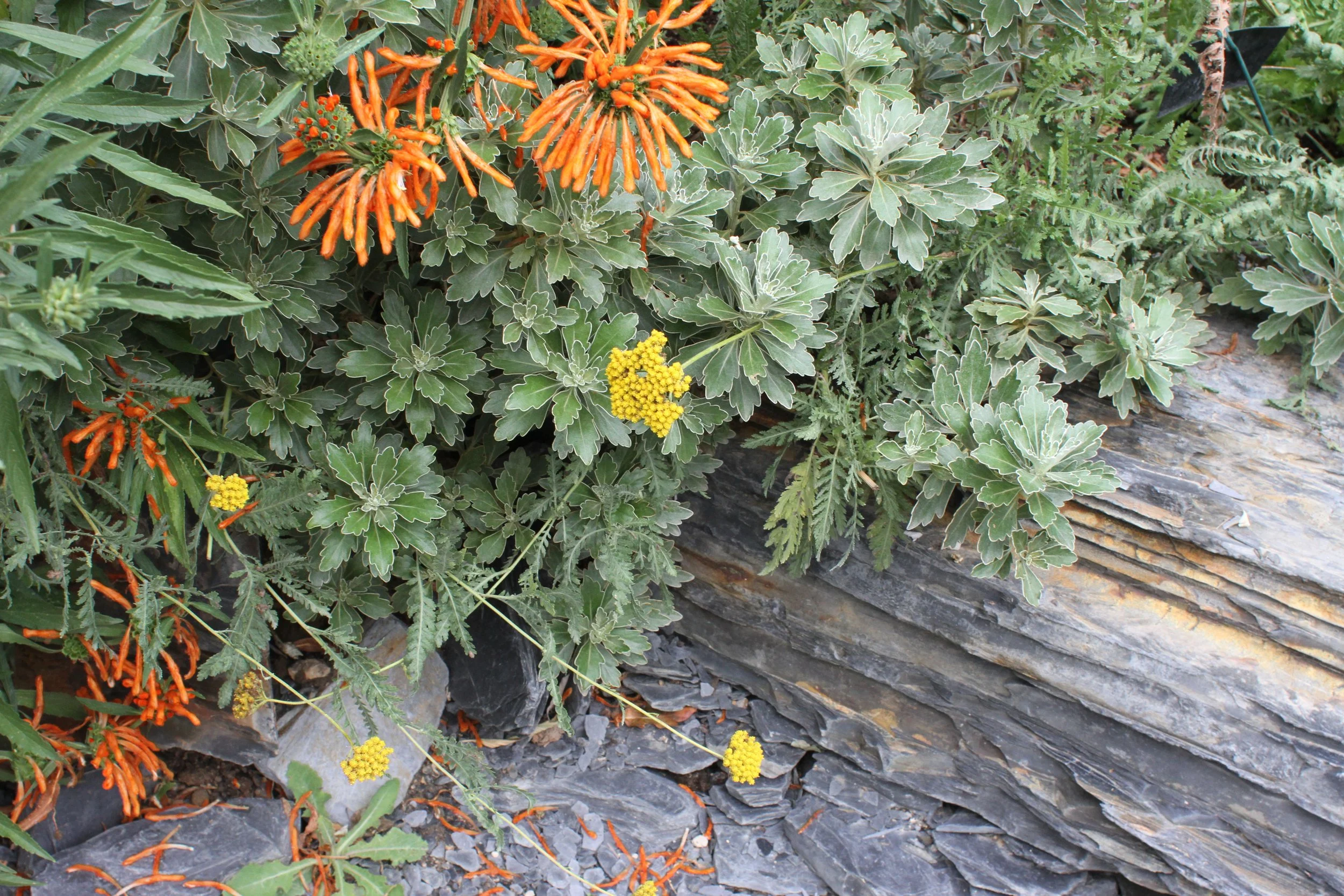 Plantes de jardin de rocaille avec ardoise de Trélazé, feuillages argentés et floraisons orange et jaunes.