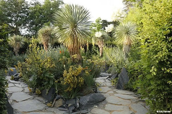 Jardin sec avec Yucca rostrata et dallage en ardoise, Festival international des jardins de Chaumont-sur-Loire