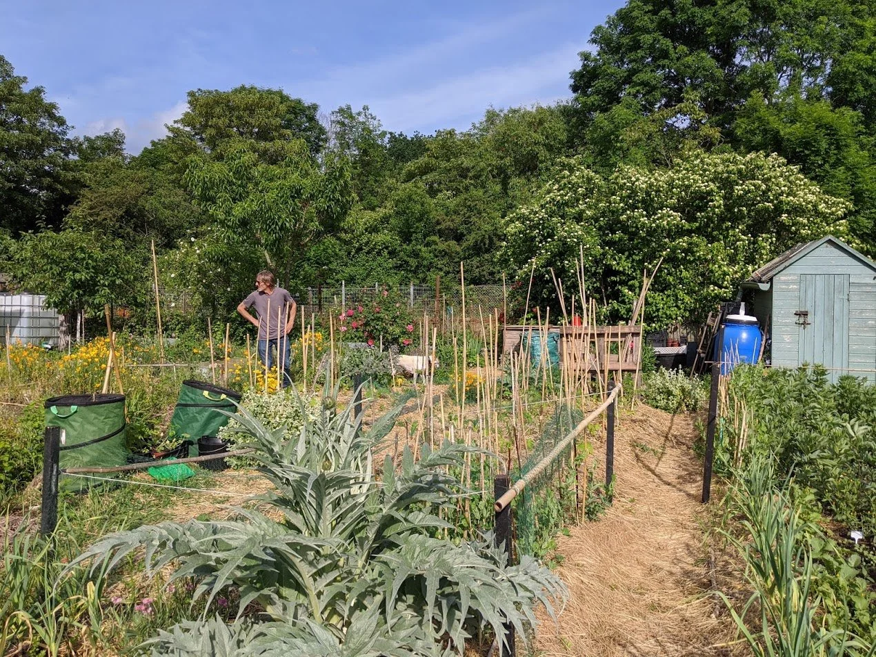 Aménagement d'un potager en permaculture et jardin écologique à Montmorency par Simonson Landscape, combinant cultures biologiques, paillage et abri en bois.