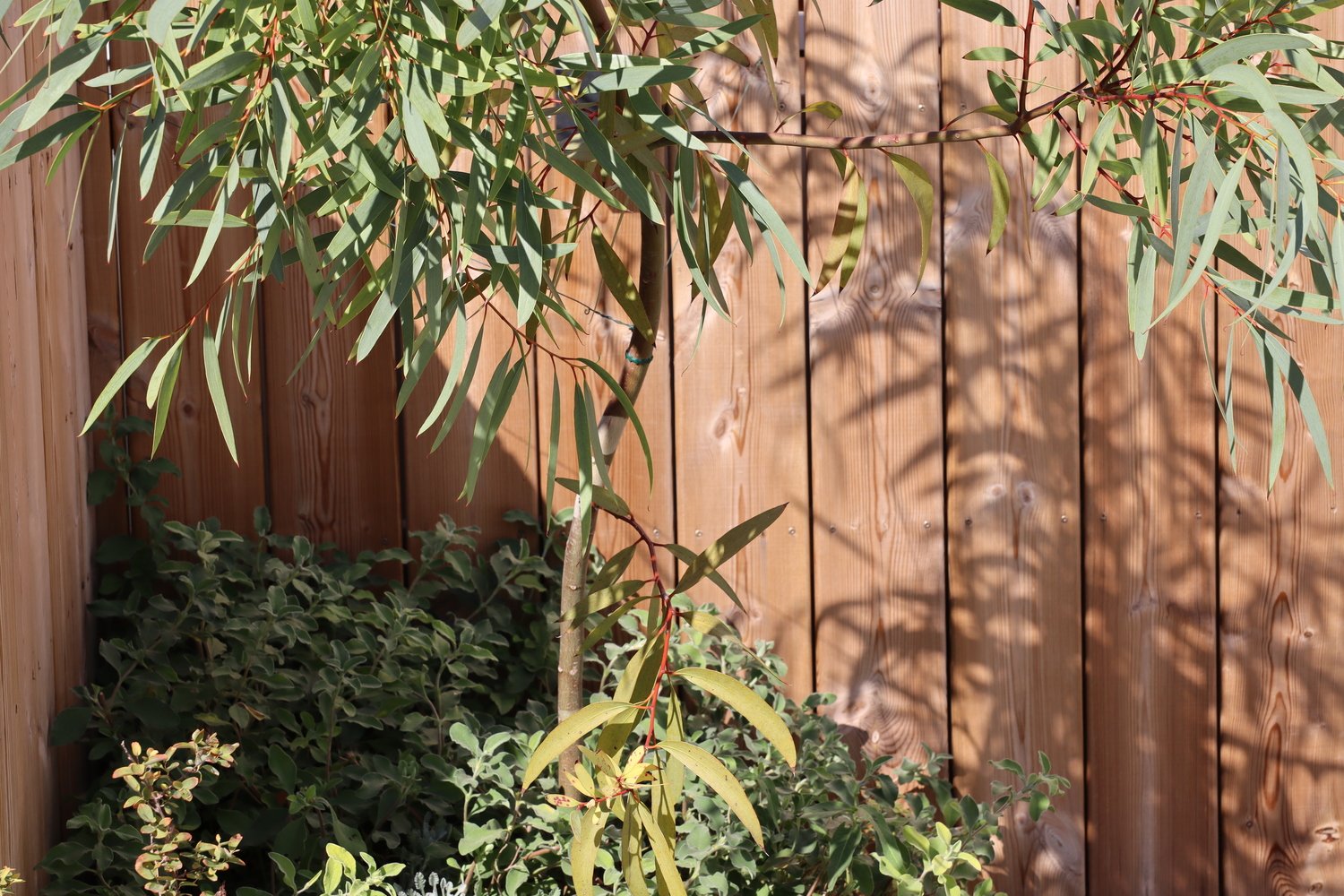 terrasse avec bac en bois sur mesure 