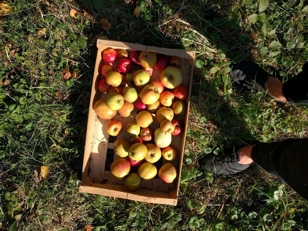 arbre-fruitier-pommes-potager-montmorency.jpg
