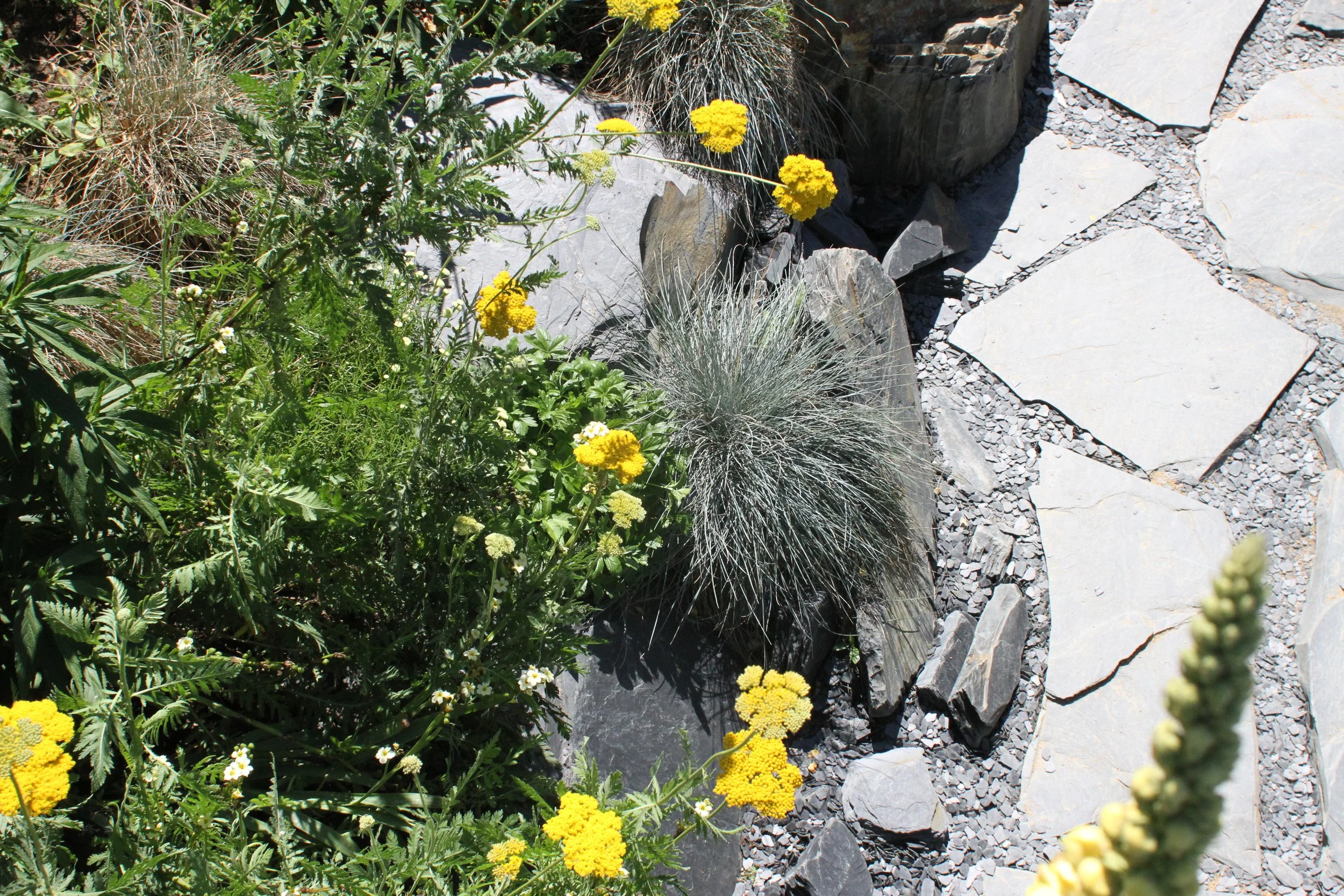 Jardin de rocaille sans entretien avec pierres naturelles, gravier, plantes vivaces jaunes et graminées.