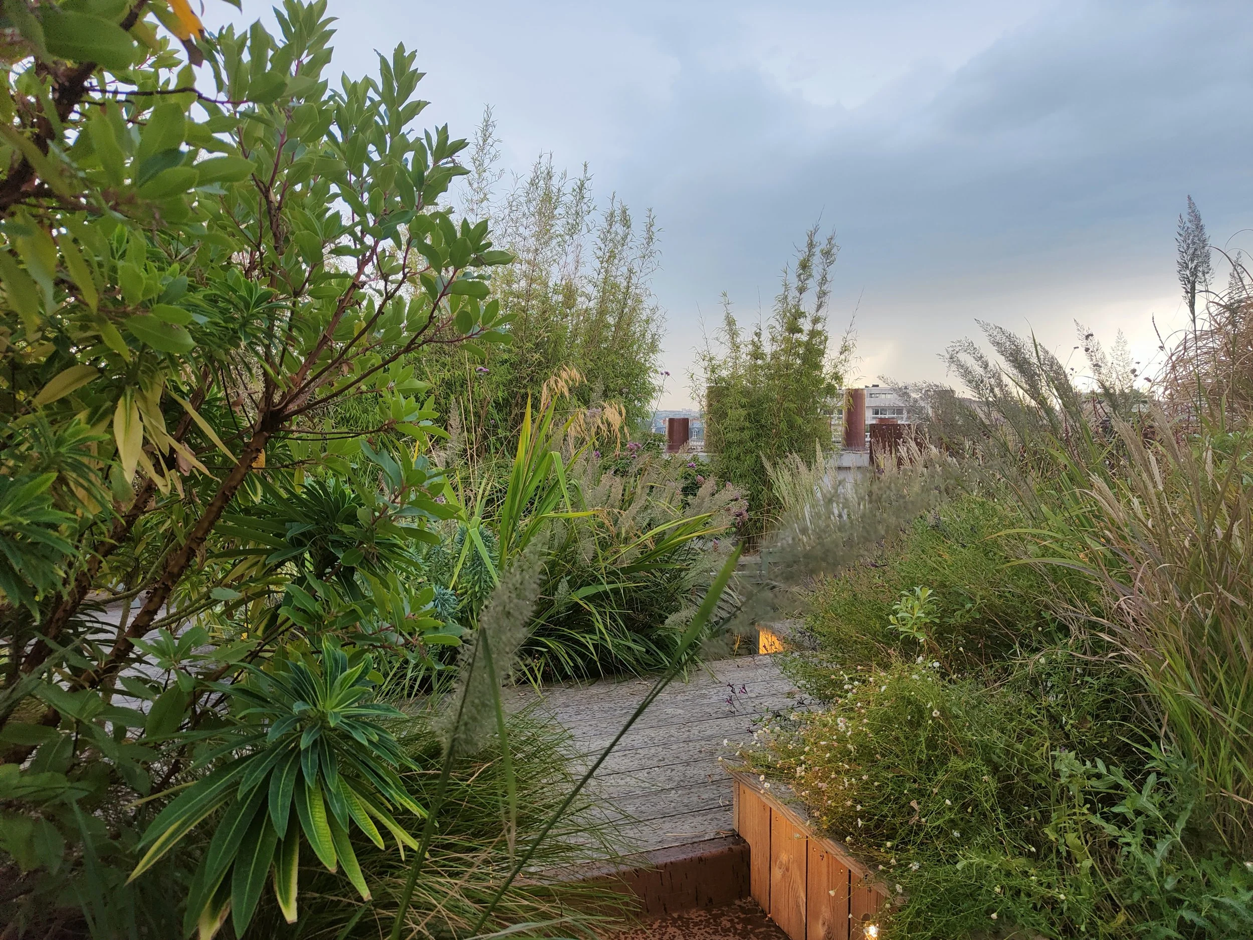 Jardin sur toit à Paris avec terrasse paysagère, plantes en bacs, graminées et végétation dense.