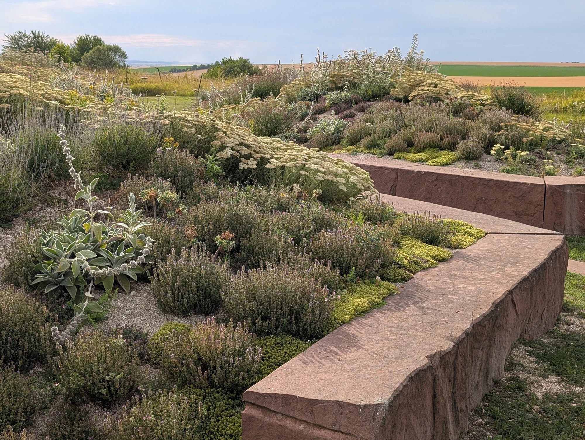 Jardin de la Paix américain à la Ferme de Navarin, jardin sec sur gravier avec thyms, Stachys, achillées et euphorbes